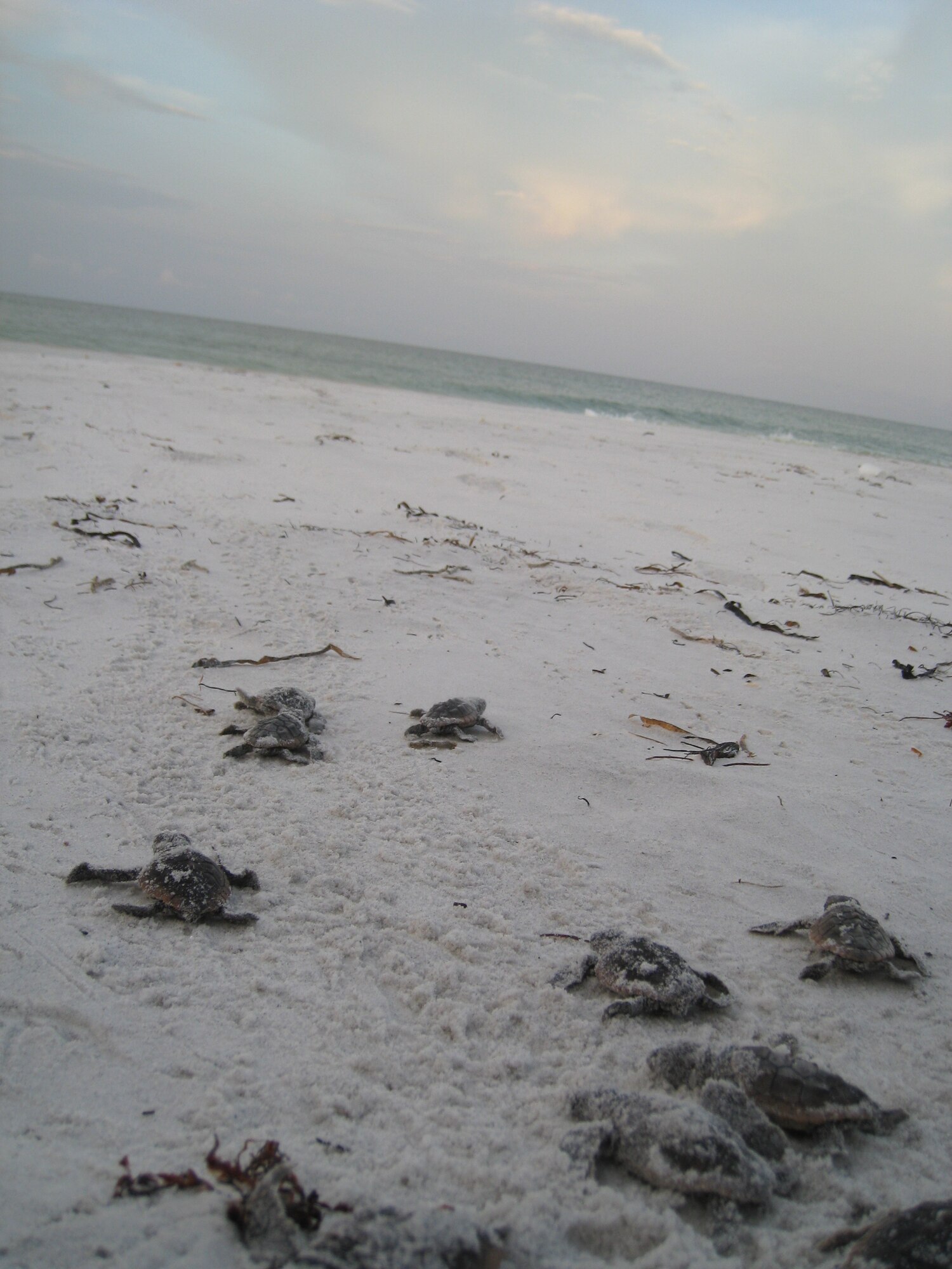 A sea turtle nest hatched Aug. 8 on Tyndall Air Force Base beach. The nests take 50 plus days to hatch after being laid and are closely monitored by Natural Resources. (Photo courtesy of 325th Civil Enigineer Squadron/ Natural Resources)
