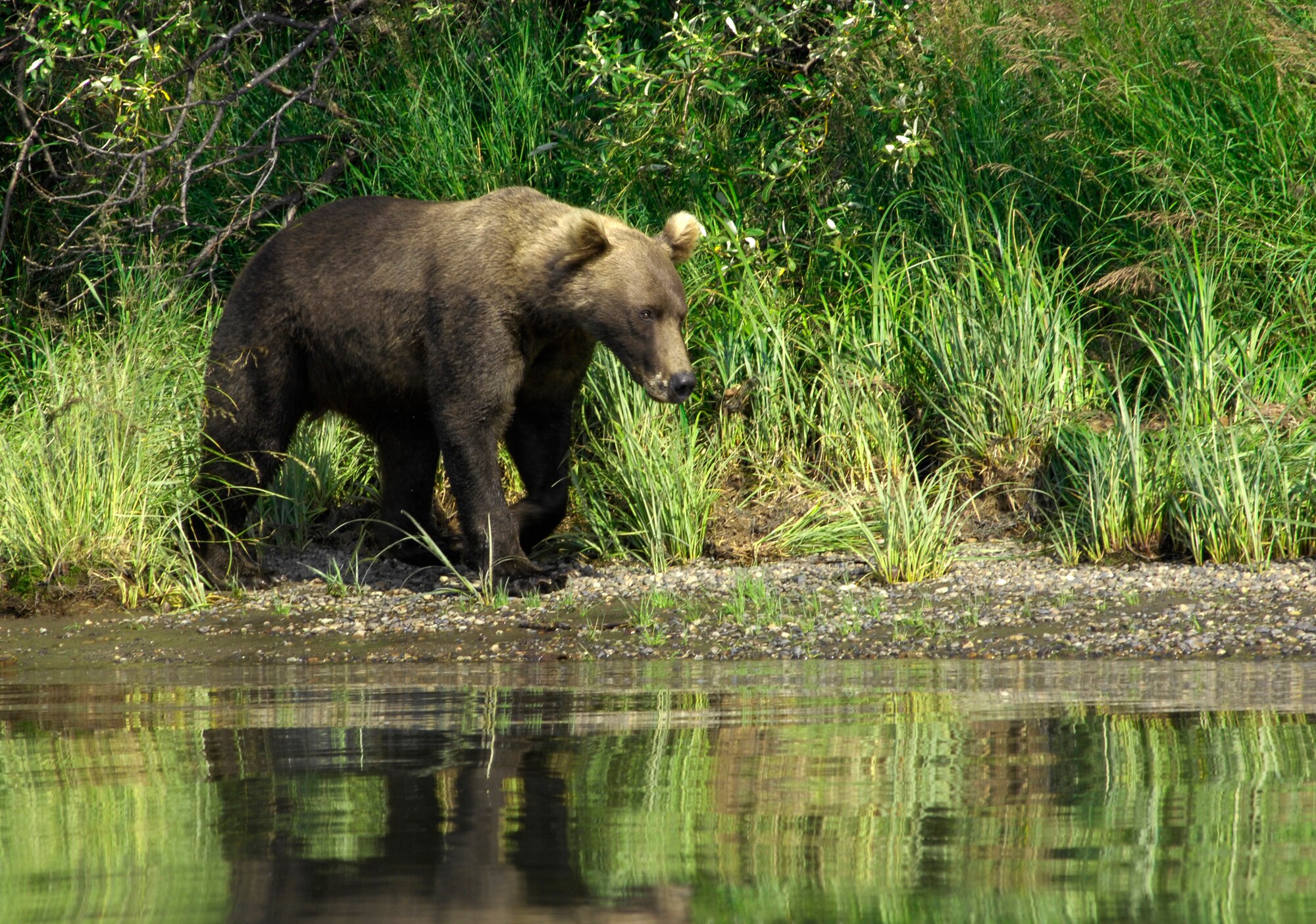 KING SALMON, Alaska -- A brown bear walks along the water Aug. 8. Participants from the first Bristol Bay American Heroes Fishing Derby were able to do some sightseeing the first day. The derby allowed 11 Fort Richardson Soldiers to take one of their children on a four-day fishing trip to King Salmon. (U.S. Air Force photo/Airman 1st Class Christopher Gross)