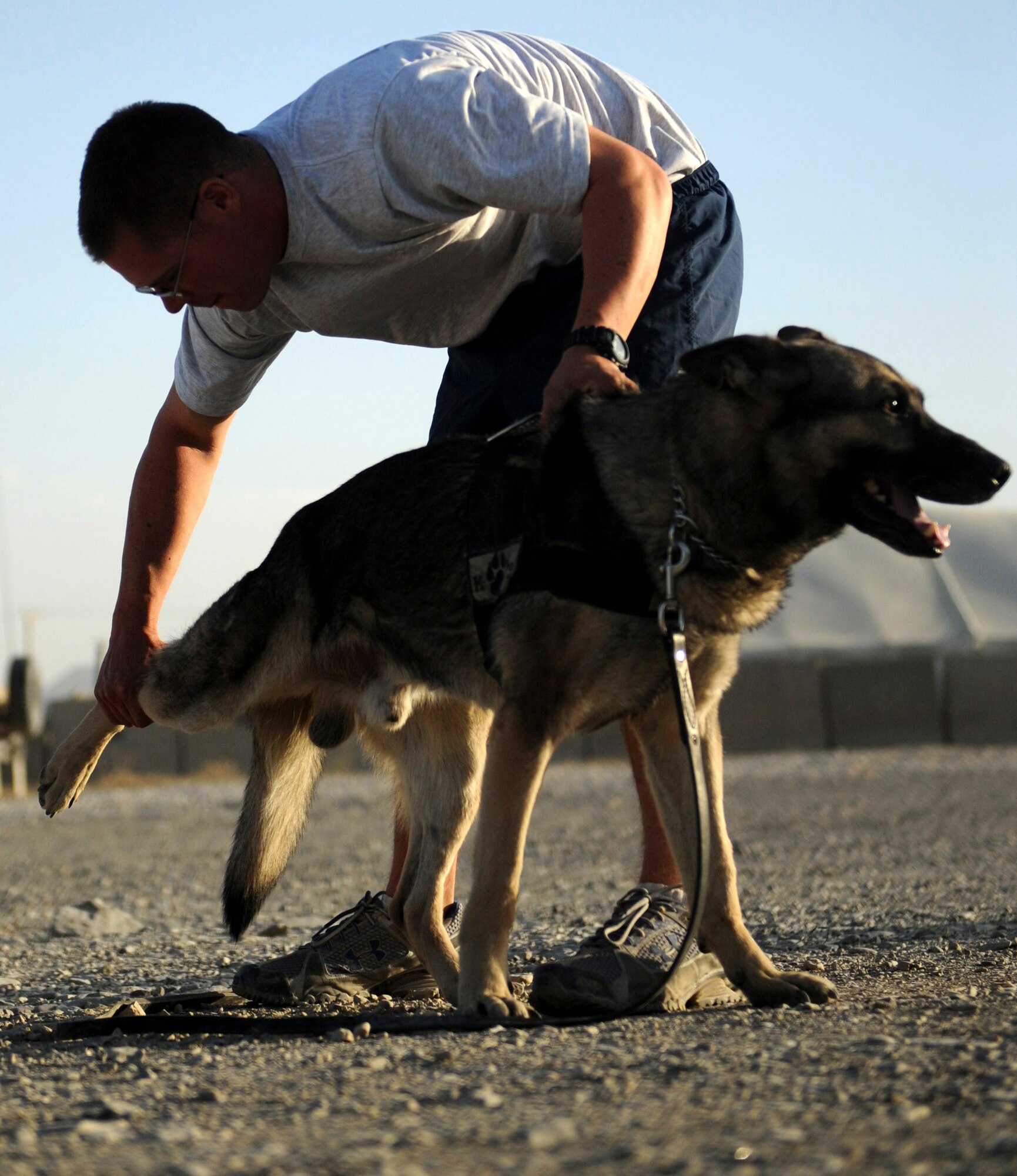 BAGRAM AIRFIELD, Afghanistan - Staff Sgt. Justin Kitts stretches with his German shepherd, Mayo, Aug. 9. Sergeant Kitts an eight-year Air Force veteran, is a dog handler with the 455th Expeditionary Security Forces Squadron and is deployed from Luke Air Force Base, Ariz. He and his dog patrol the base and inspect mail, luggage, and vehicles for narcotics. (U.S. Air Force photo/Staff Sgt. J.G. Buzanowski)