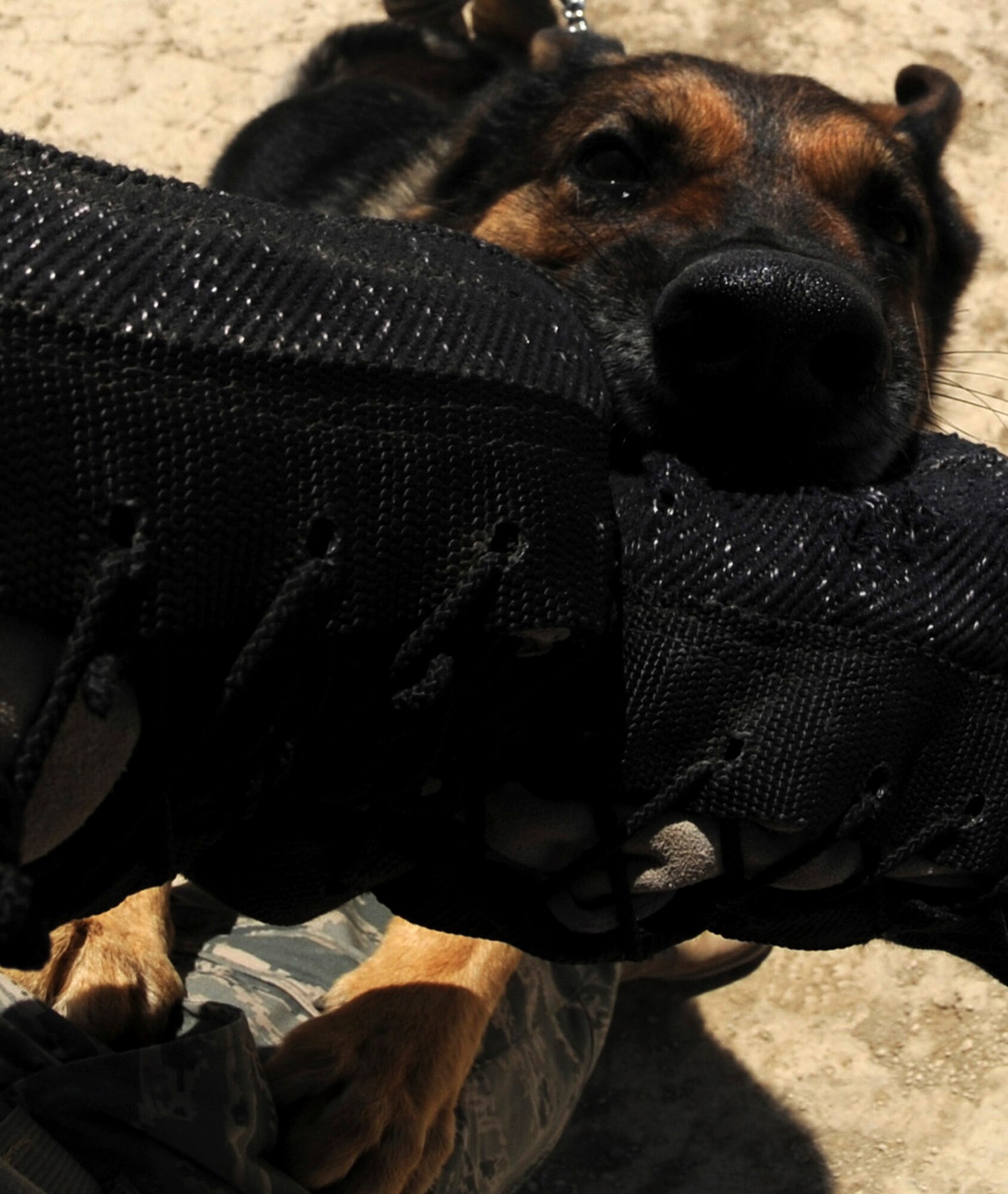 BAGRAM AIRFIELD, Afghanistan -  Baiky, a military working dog, gnaws on a training sleeve Aug. 7. Baiky is deployed here with his handler, Staff Sgt. Chris Reynolds, from Vandenberg Air Force Base, Calif. He and his dog patrol the base and inspect mail, luggage, and vehicles for narcotics. (U.S. Air Force photo/Staff Sgt. J.G. Buzanowski)