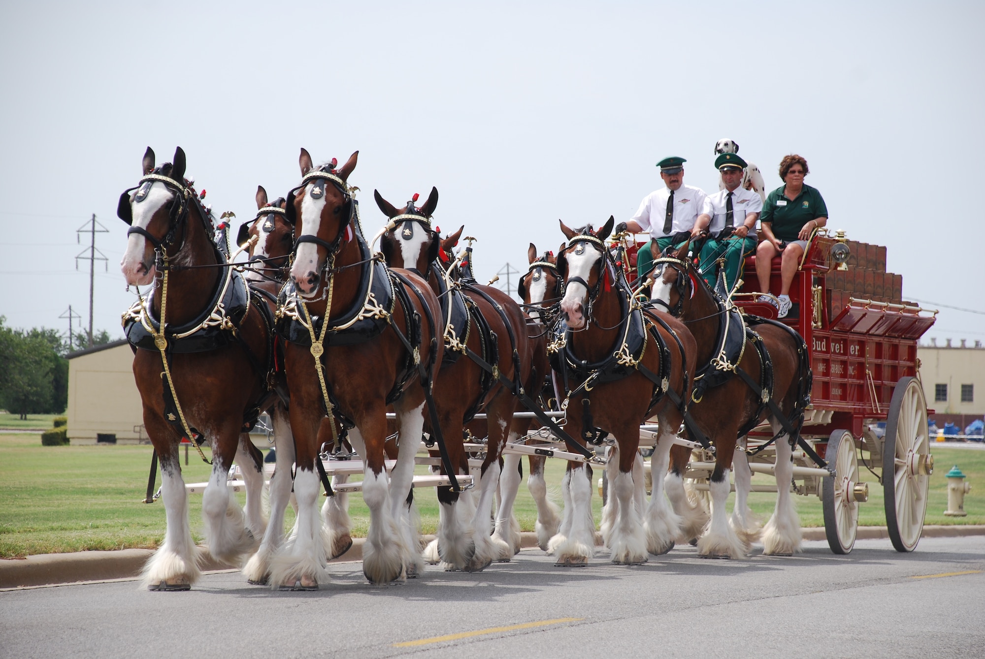 The Anheuser-Busch Clydesdales visited Sheppard Aug. 13 as part of a week-long visit to Wichita Falls. Members of team Sheppard and their families stopped to see the famous horses in the parking lot of the Commissary and then enjoyed a picnic lunch at the 82nd Medical Group pavilion. The Clydesdales tour the country promotionally and always attract crowds with their size and graceful appearance. (U.S. Air Force photo/ Airman 1st Class Matthew Varga)