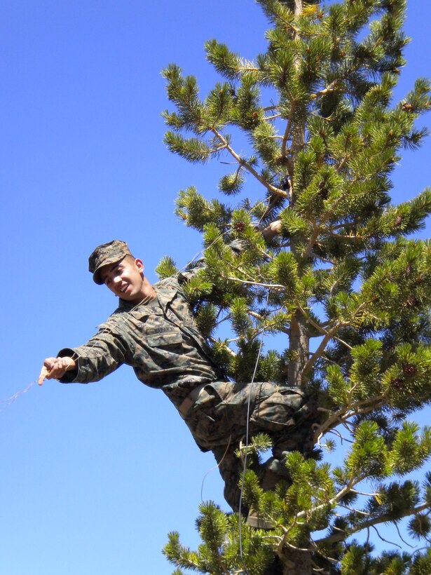 Lance Cpl Daniel Naranjo, a 19-year-old radio operator with 1st Battalion, 4th Marine Regiment, and native of Sealy, Texas, places radio wire in a tree at Landing Zone Cardinal. Naranjo, a student at the Mountain Command and Control Communications Course, decided climbing was the most effective way to reach the elevated position necessary to establish radio communications with a field-expedient antenna Aug. 15 at Marine Corps Mountain Warfare Training Center Bridgeport, Calif.