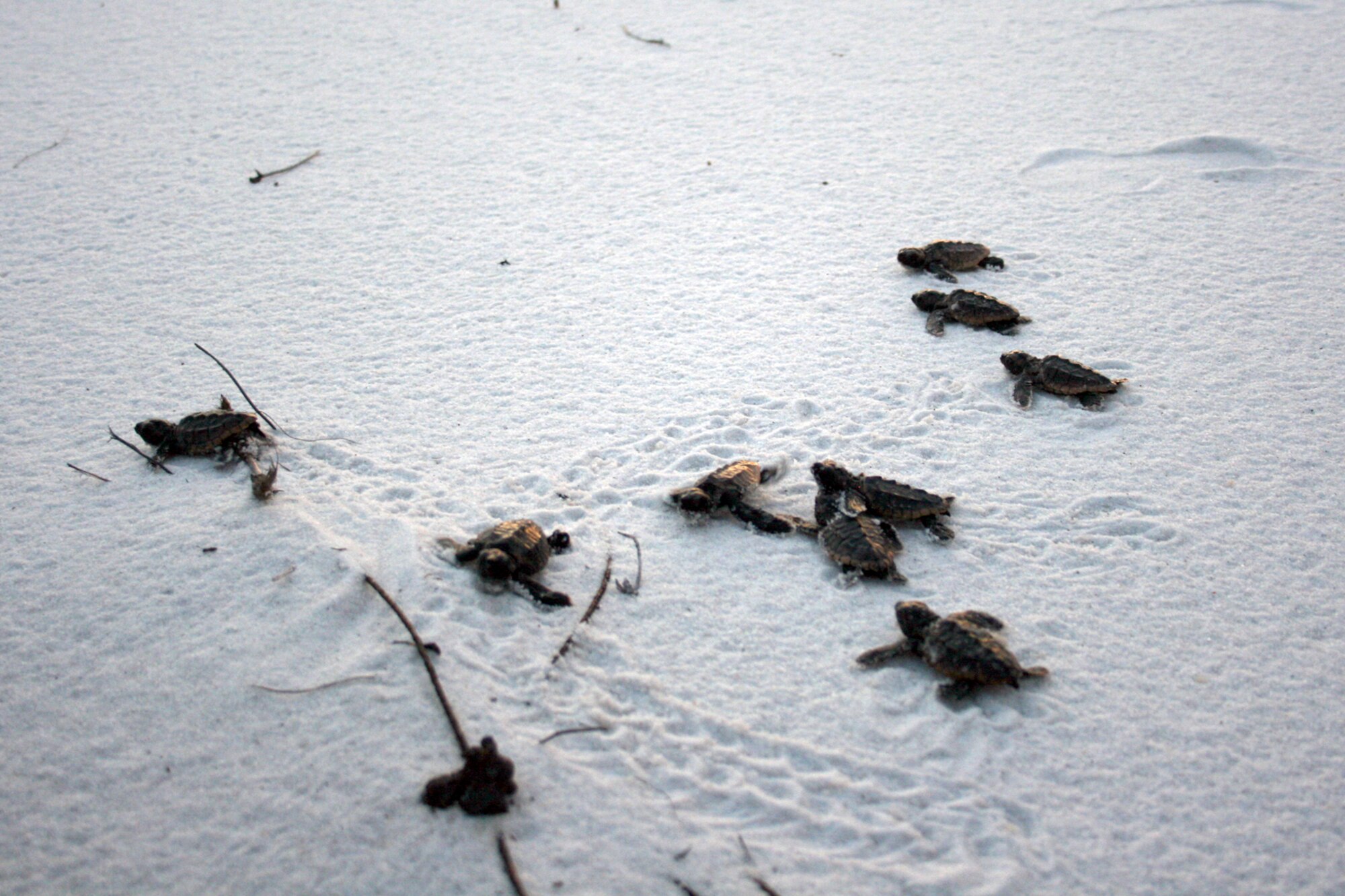 EGLIN AIR FORCE BASE, Fla. -- Twenty-three Loggerhead baby sea turtles were released into the wild off Eglin’s beaches on Santa Rosa Island, Aug. 14. The baby turtles were removed from their nests by endangered species biologists a few days prior to release to enhance their chances for survival after it was discovered they were unable to dig their way out. Most sea turtles lay three to five nests with 80-140 eggs per nest. Female sea turtles return to the beach where they were born to lay their eggs. Currently, Eglin’s beaches are home to more than 20 active nests. (U.S. Air Force photo/ 2nd Lt. Andrew Caulk)