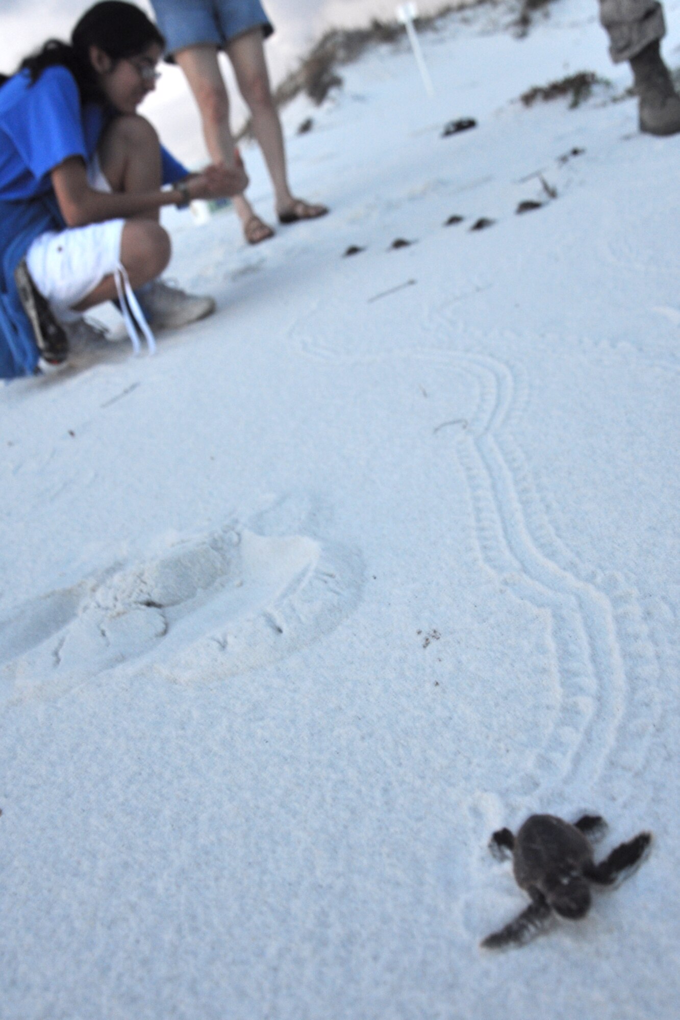 EGLIN AIR FORCE BASE, Fla. – EGLIN AIR FORCE BASE, Fla. – Dozens of spectators came to watch the release of almost twenty baby sea turtles into the wild off Eglin’s beaches on Santa Rosa Island Aug. 14. The baby turtles were removed from their nests by endangered species biologists a few days prior to release to enhance their chances for survival after it was discovered they were unable to dig their way out. Most sea turtles lay three to five nests with 80-140 eggs per nest. Female sea turtles return to the beach where they were born to lay their eggs. Currently, Eglin’s beaches are home to more than 20 active nests. (U.S. Air Force photo/ Airman Anthony Jennings)