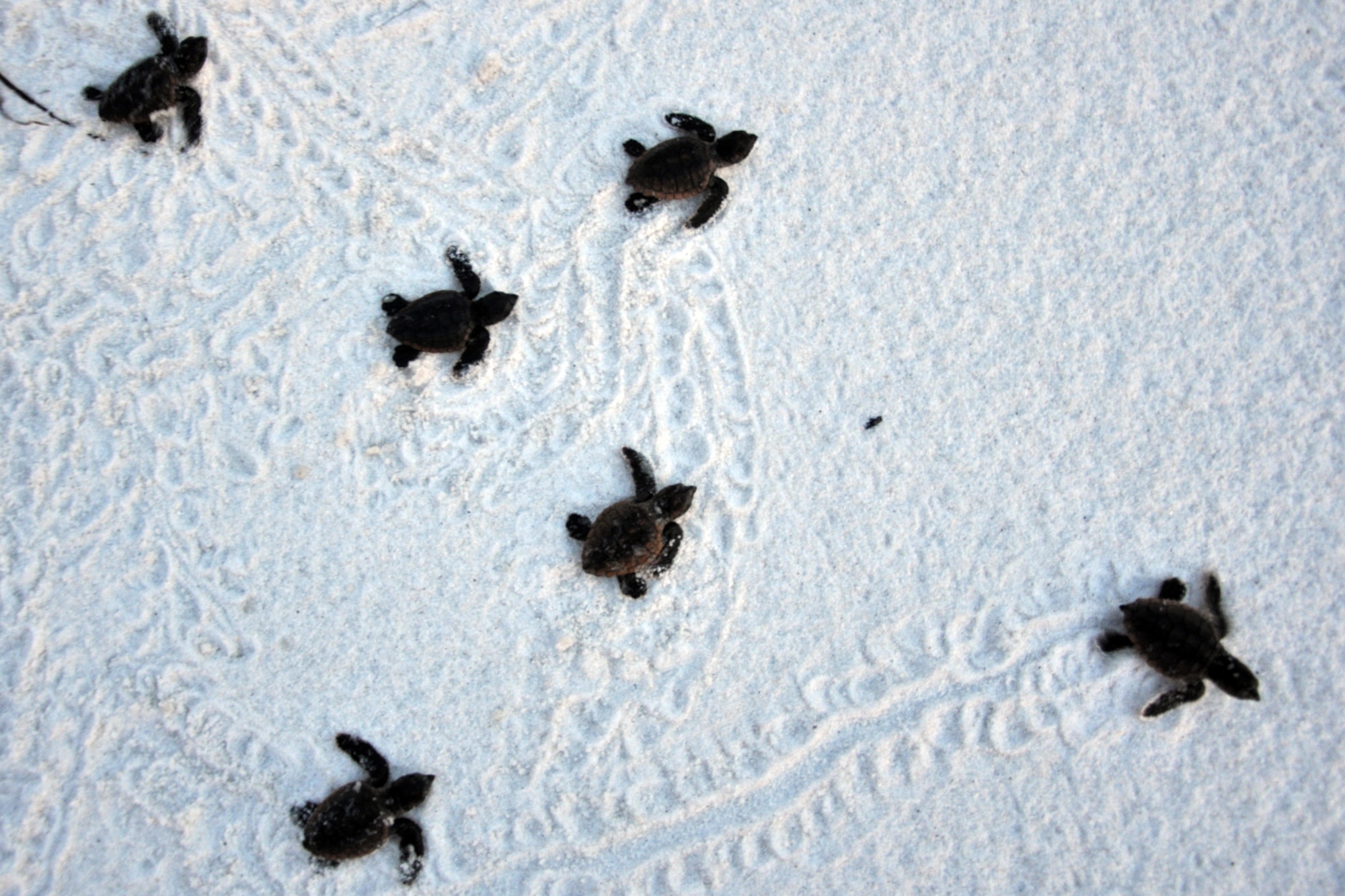 EGLIN AIR FORCE BASE, Fla. -- Twenty-three Loggerhead baby sea turtles were released into the wild off Eglin’s beaches on Santa Rosa Island, Aug. 14. The baby turtles were removed from their nests by endangered species biologists a few days prior to release to enhance their chances for survival after it was discovered they were unable to dig their way out. Most sea turtles lay three to five nests with 80-140 eggs per nest. Female sea turtles return to the beach where they were born to lay their eggs. Currently, Eglin’s beaches are home to more than 20 active nests. (U.S. Air Force photo/ Airman Anthony Jennings)