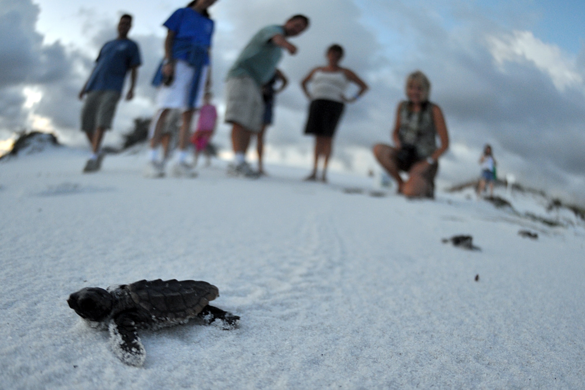 EGLIN AIR FORCE BASE, Fla. – Dozens of spectators came to watch the release of almost twenty baby sea turtles into the wild off Eglin’s beaches on Santa Rosa Island Aug. 14. The baby turtles were removed from their nests by endangered species biologists a few days prior to release to enhance their chances for survival after it was discovered they were unable to dig their way out. Most sea turtles lay three to five nests with 80-140 eggs per nest. Female sea turtles return to the beach where they were born to lay their eggs. Currently, Eglin’s beaches are home to more than 20 active nests. (U.S. Air Force photo/ Airman Anthony Jennings)