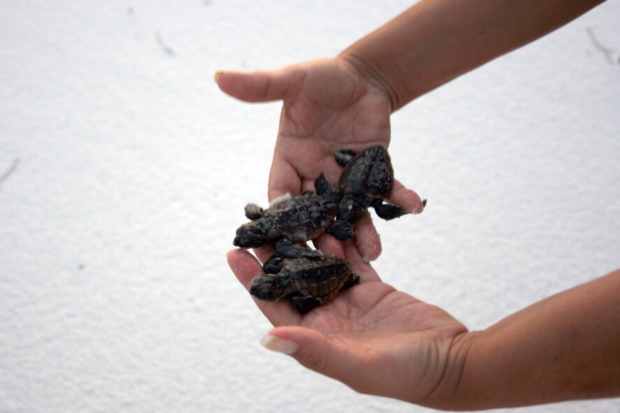 EGLIN AIR FORCE BASE, Fla. -- Twenty-three Loggerhead baby sea turtles were released into the wild off Eglin’s beaches on Santa Rosa Island, Aug. 14. The baby turtles were removed from their nests by endangered species biologists a few days prior to release to enhance their chances for survival after it was discovered they were unable to dig their way out. Most sea turtles lay three to five nests with 80-140 eggs per nest. Female sea turtles return to the beach where they were born to lay their eggs. Currently, Eglin’s beaches are home to more than 20 active nests. (U.S. Air Force photo/ 2nd Lt. Andrew Caulk)