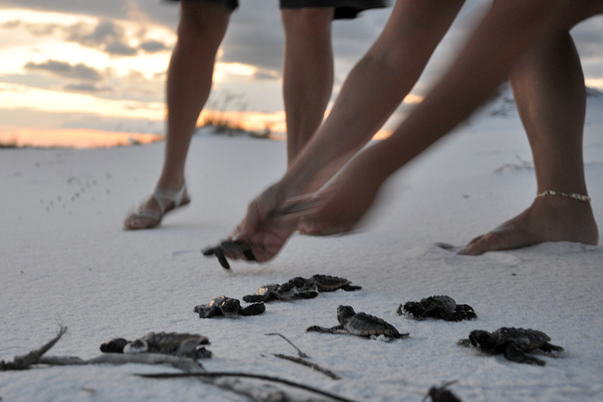 EGLIN AIR FORCE BASE, Fla. – Twenty-three Loggerhead baby sea turtles were released into the wild off Eglin’s beaches on Santa Rosa Island, Aug. 14. The baby turtles were removed from their nests by endangered species biologists a few days prior to release to enhance their chances for survival after it was discovered they were unable to dig their way out. Most sea turtles lay three to five nests with 80-140 eggs per nest. Female sea turtles return to the beach where they were born to lay their eggs. Currently, Eglin’s beaches are home to more than 20 active nests. (U.S. Air Force photo/ Airman Anthony Jennings)