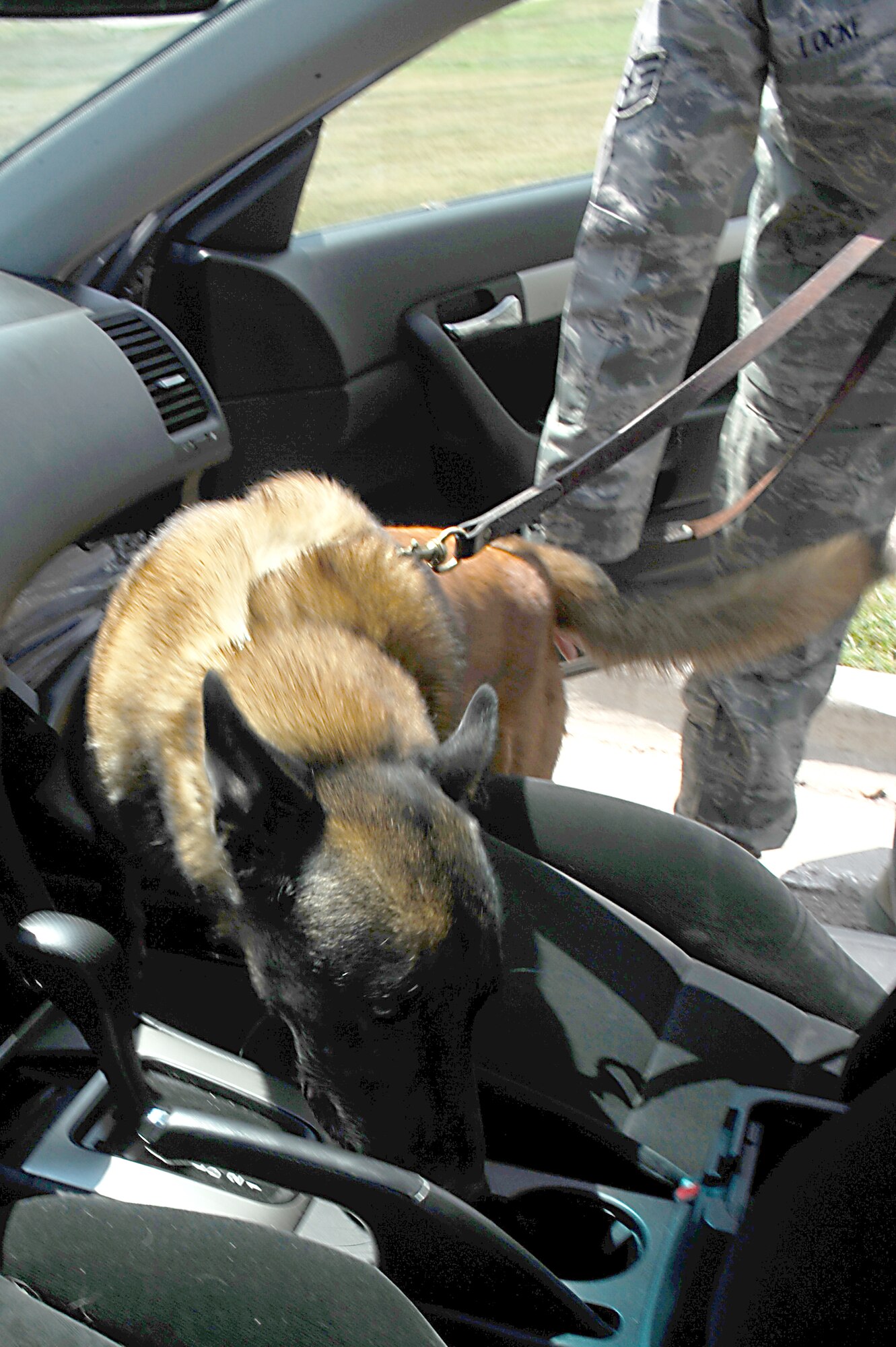 Marko, 28th Security Forces Squadron military working dog, sniffs a cup holder in a privately owned vehicle while searching for illegal contraband here, August 13. Marko has been working with security forces for seven years. (U.S. Air Force photo/Senior Airman Kasey Zickmund)
