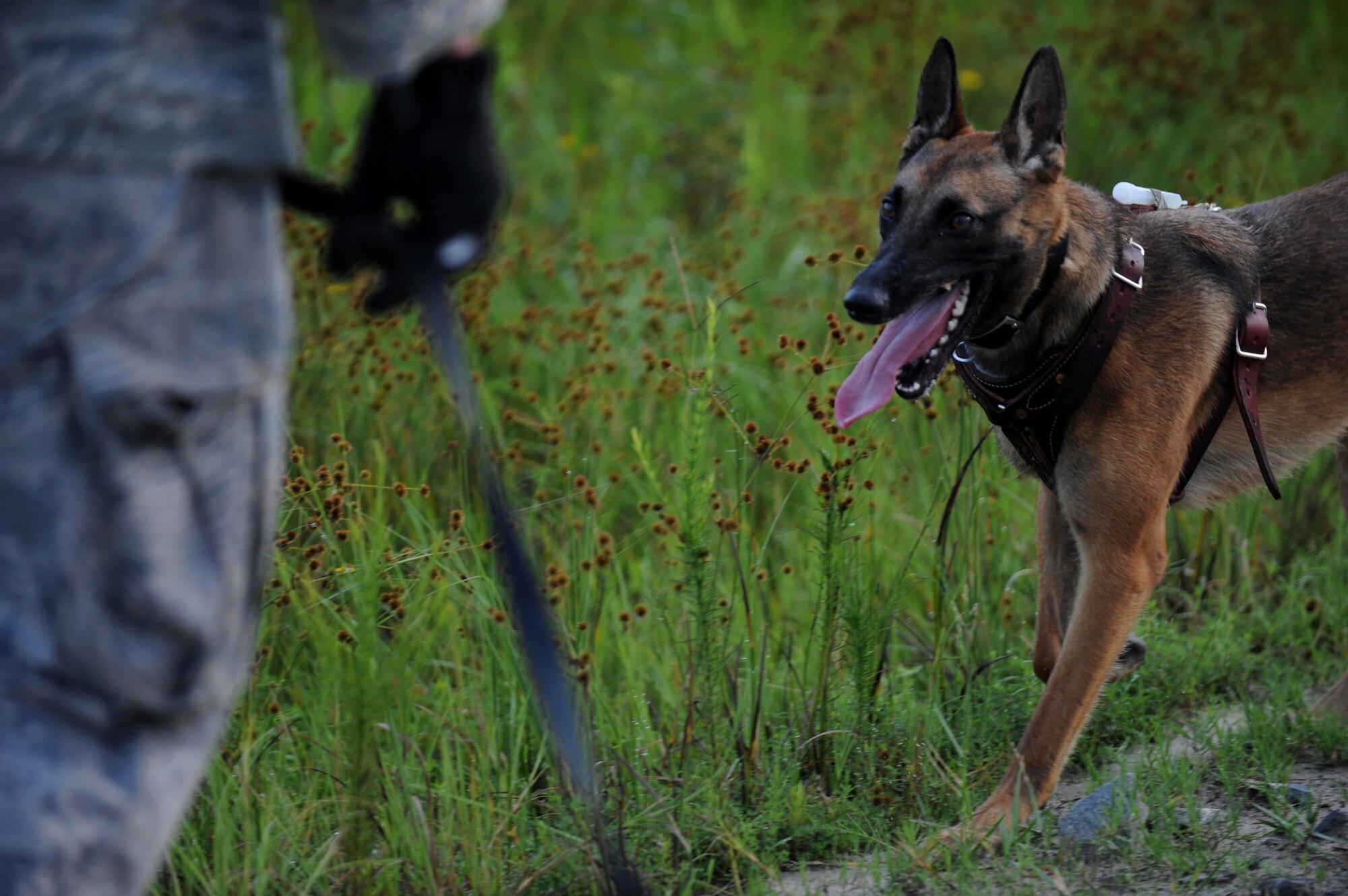 MOODY AIR FORCE BASE, Ga. -- Rreyana, a military working dog, searches for a chemical odor during a protection training problem here July 9. The 820th Security Forces Group received three new dogs in June from Lackland Air Force Base, Texas. (U.S. Air Force photo by Senior Airman Gina Chiaverotti-Paige)
