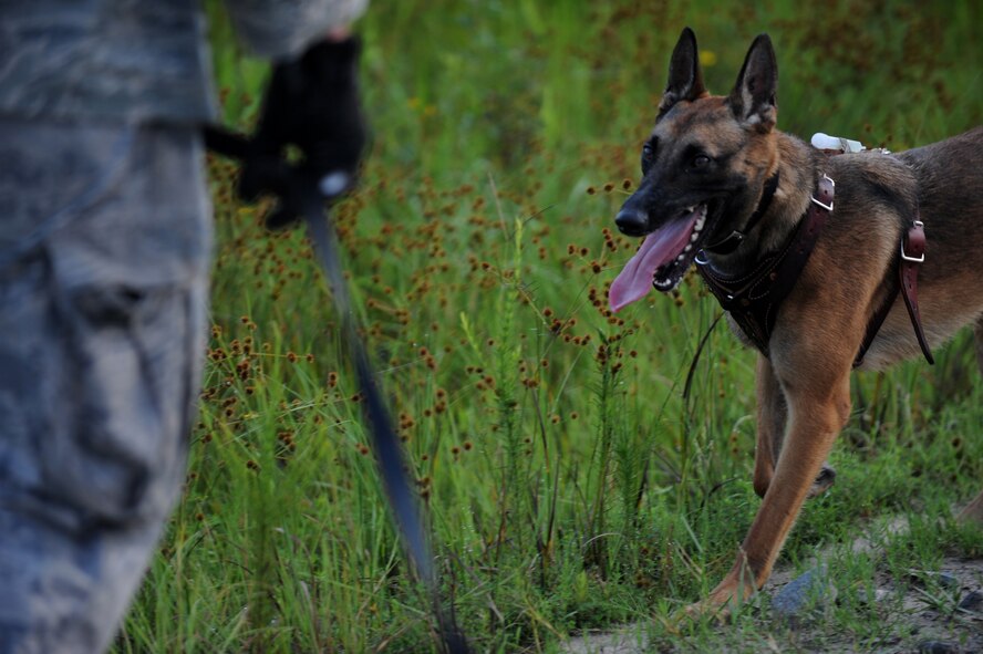 MOODY AIR FORCE BASE, Ga. -- Rreyana, a military working dog, searches for a chemical odor during a protection training problem here July 9. The 820th Security Forces Group received three new dogs in June from Lackland Air Force Base, Texas. (U.S. Air Force photo by Senior Airman Gina Chiaverotti-Paige)
