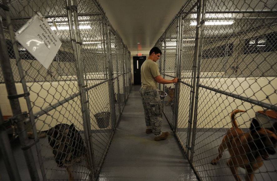 MOODY AIR FORCE BASE, Ga. -- Senior Airman Beaun Clegg, 822nd Security Forces Squadron military working dog handler, feeds dogs in the early morning here July 9. Senior Airman Clegg fed the dogs prior to a 4-mile ruck march. (U.S. Air Force photo by Senior Airman Gina Chiaverotti-Paige)
