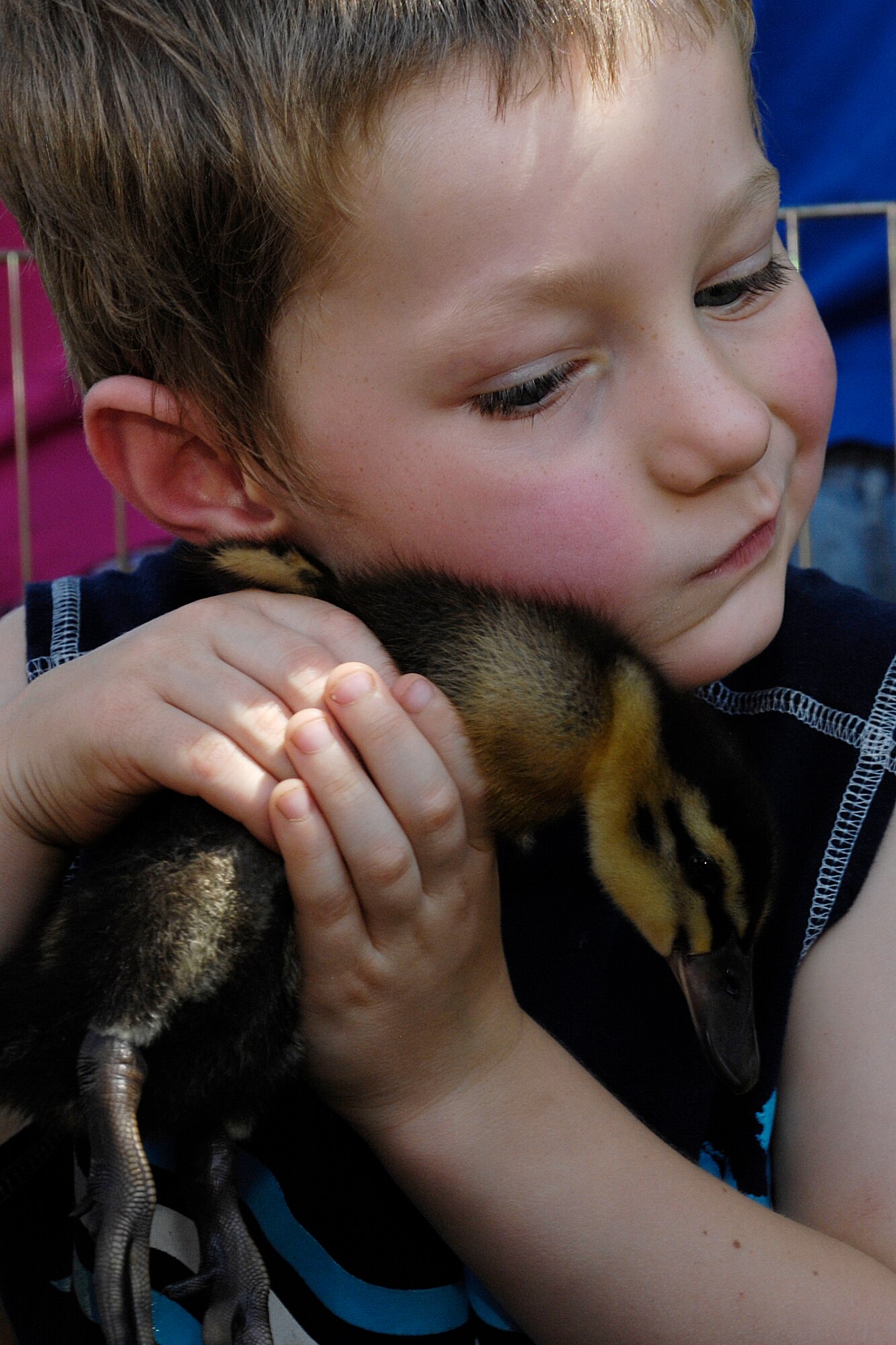 HANSCOM AIR FORCE BASE, Mass. –Adam Brown gives his new feathered friend a hug at the Hanscom Child Development Center on Aug. 14. Children at the CDC had the opportunity to feed, hold and learn about a variety of animals during a visit from a traveling petting zoo.  (U.S. Air Force photo by Linda LaBonte Britt)