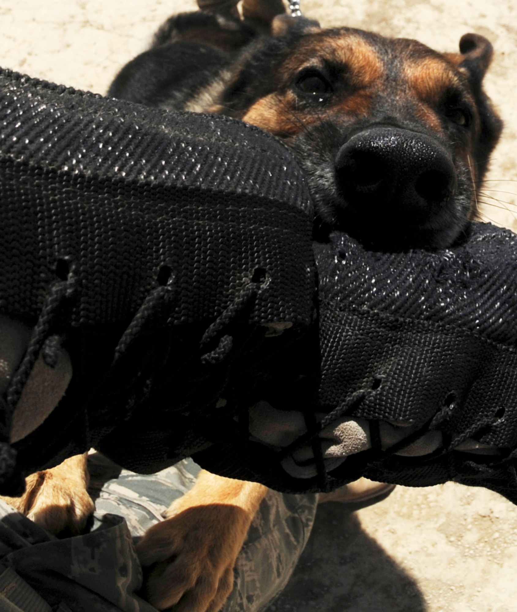 Baiky, a military working dog, gnaws on a training sleeve Aug. 7 at Bagram Airfield, Afghanistan. Baiky is deployed here with his handler, Staff Sgt. Chris Reynolds, from Vandenberg Air Force Base, Calif. He and his dog patrol the base and inspect mail, luggage and vehicles for narcotics. (U.S. Air Force photo/Staff Sgt. J.G. Buzanowski)