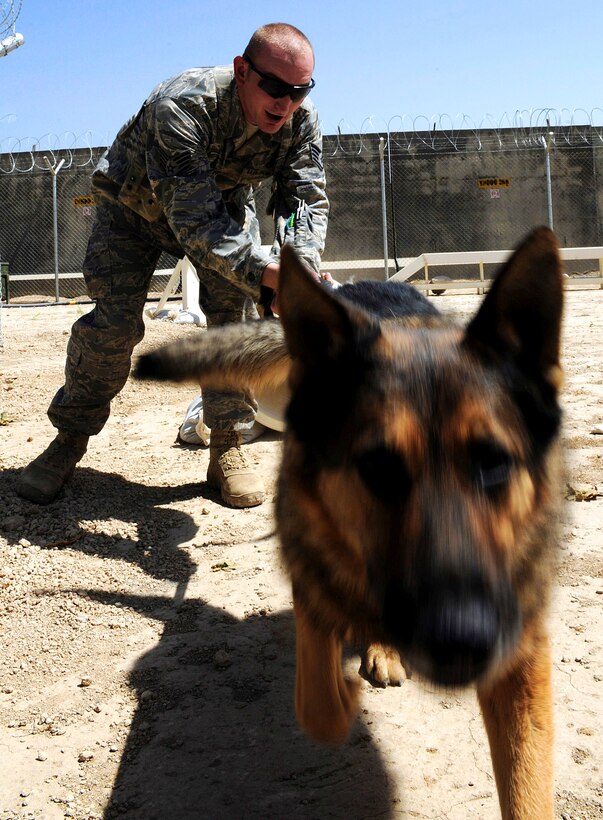 U.S. Air Force Staff Sgt. Chris Reynolds runs his German shepherd, Baiky, through a training obstacle course on Bagram Airfield, Afghanistan, Aug. 7, 2009.