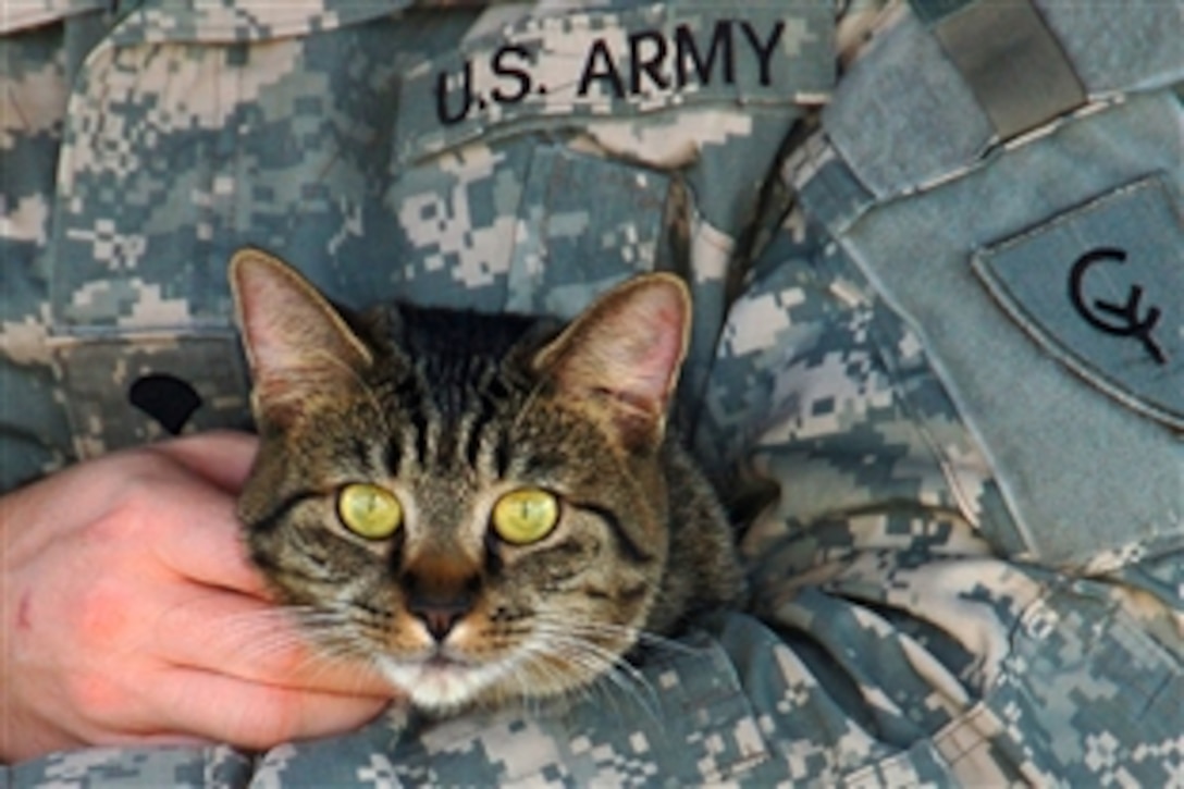 A cat sits comfortably in a soldier's arms, serving as reminder that military members who deploy need to make arrangements for the care of their animals. Guardian Angels for Soldiers' Pet is a nonprofit organization set up to help soldiers find foster homes for their pets.