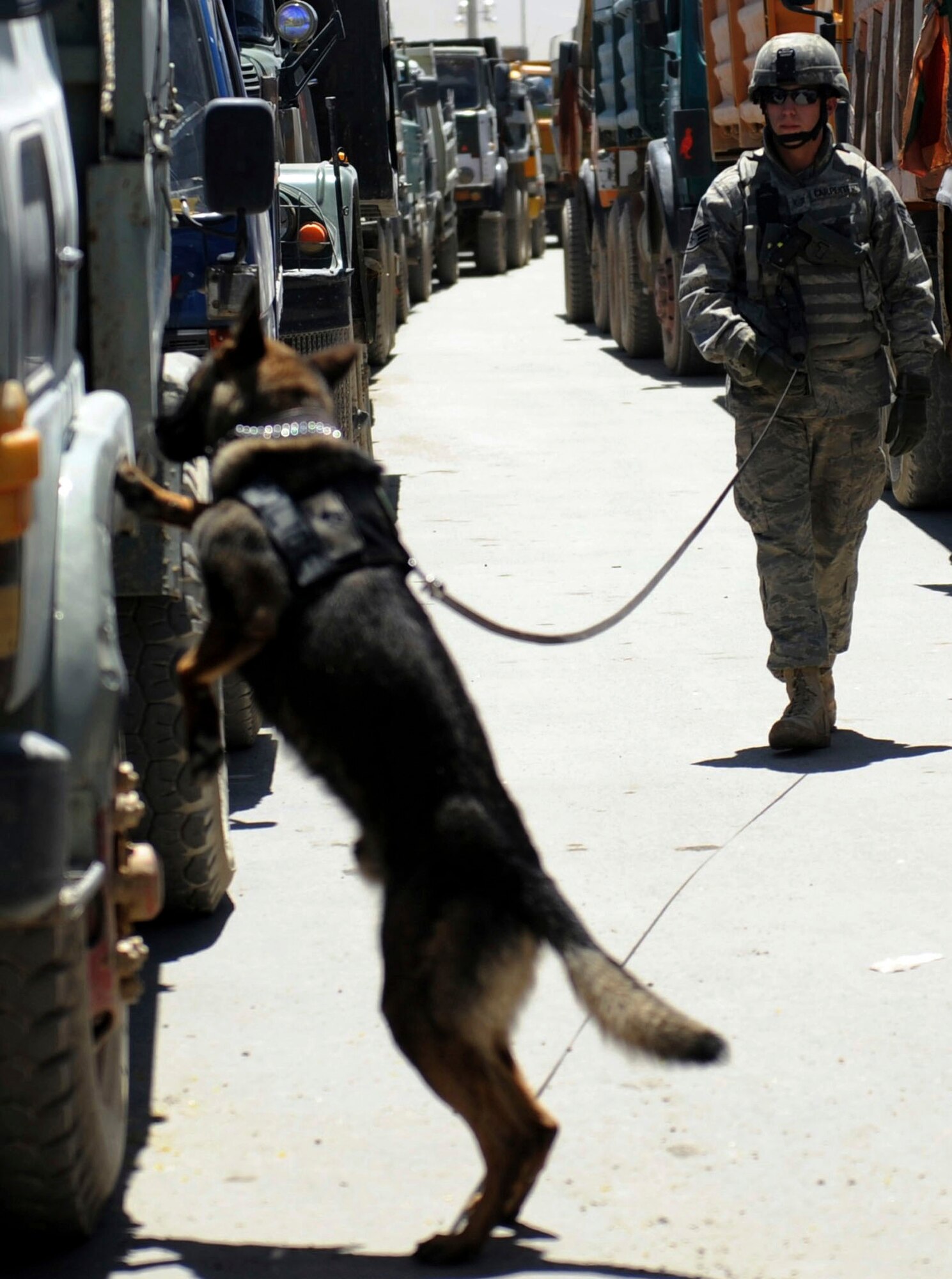 BAGRAM AIRFIELD, Afghanistan -- Staff Sgt. Scott Carpenter and his military working dog, Kane, search a line of vehicles Aug. 10, 2009. Air Force K-9 teams search more than 700 vehicles a day before the drivers are allowed to come on base. A Clarksburg, Mass., native, Sergeant Carpenter is a dog handler with the 455th Expeditionary Security Forces Squadron and is deployed from Peterson Air Force Base, Colo. (U.S. Air Force photo/Staff Sgt. J.G. Buzanowski)