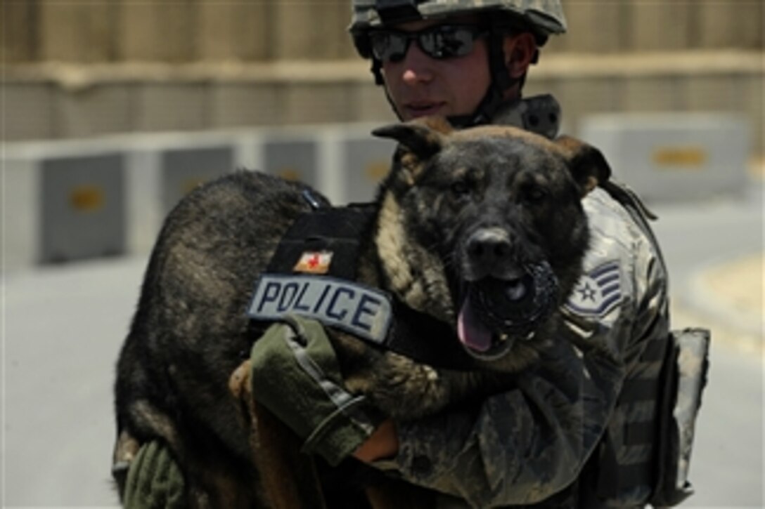 U.S. Air Force Staff Sgt. Scott Carpenter, with the 455th Expeditionary Security Forces Squadron, gives Kane, his military working dog, relief from the hot pavement at Bagram Air Field, Afghanistan, on Aug. 10, 2009.  