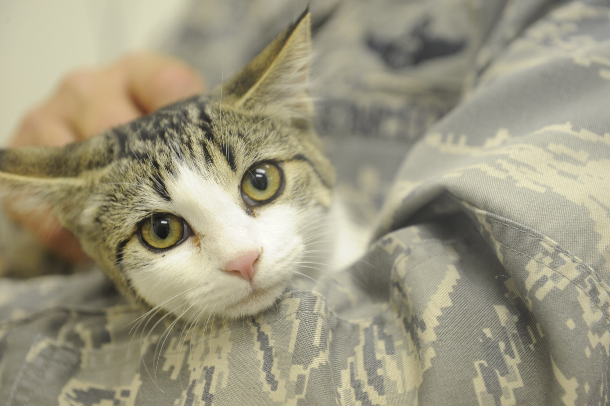Lt. Col. Rory Adams, 28th Bomb Wing strategic arms reduction talks treaty officer, holds his cat Duncan, at the vet clinic here, August 20. The clinic’s mission includes full-service to all government owned animals and veterinary care to privately owned animals of military beneficiaries. (U.S. Air Force photo by Airman 1st Class Corey Hook)