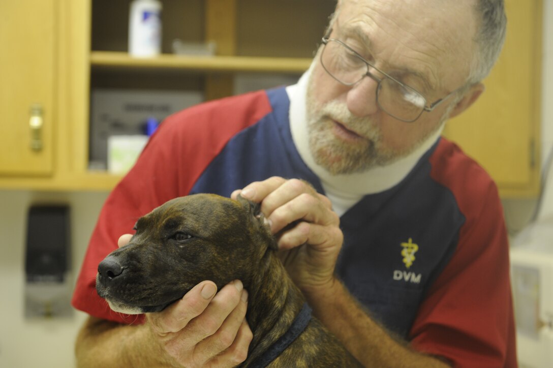Dr. Jay Heezan, Ellsworth Veterinary Clinic veterinarian, looks in Lilith’s ear for infection during a routine checkup here, August 20. The clinic’s mission includes full-service to all government owned animals and veterinary care to privately owned animals of military beneficiaries. (U.S. Air Force photo by Airman 1st Class Corey Hook)