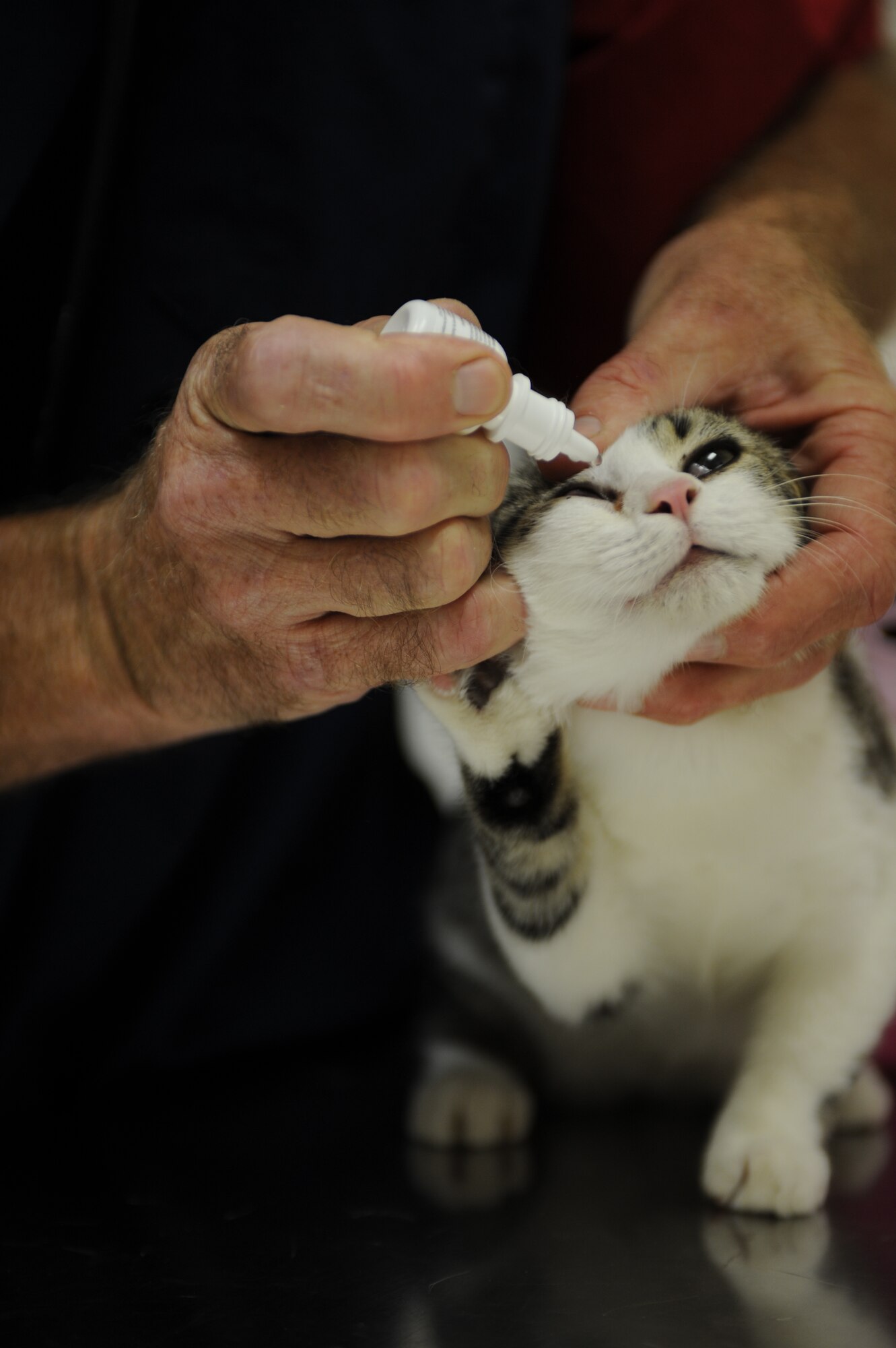 Dr. Jay Heezen, Ellsworth Veterinary Clinic veterinarian, places eye drops into the eyes of Duncan, a domestic short haired cat here, August 20. The eye drops are used to protect against viral infections and ulcers in the eye. (U.S. Air Force photo/Airman 1st Class Adam Grant)