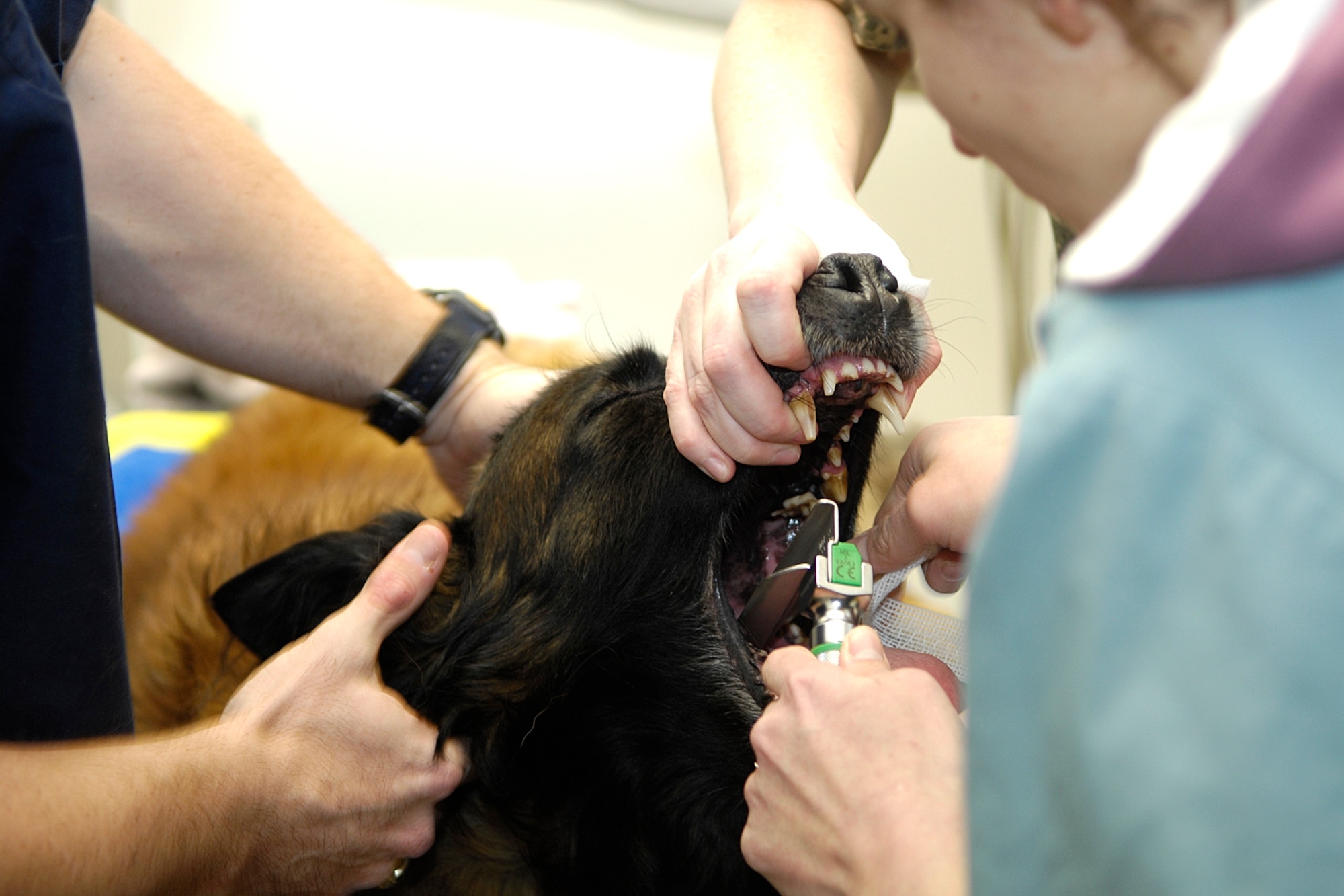 HANSCOM AIR FORCE BASE, Mass. – Dr. Heather Mazzaccaro, Hanscom Veterinary Treatment Facility veterinarian, prepares Military Working Dog Paco, from Brunswick Naval Air Station, for anesthesia prior to a dental cleaning and evaluation. For more information on services provided by the Veterinary Treatment Facility go to http://www.hanscomservices.com/VetClinic.html or call (781) 377-3266. (U. S. Air Force photo by Linda LaBonte Britt)