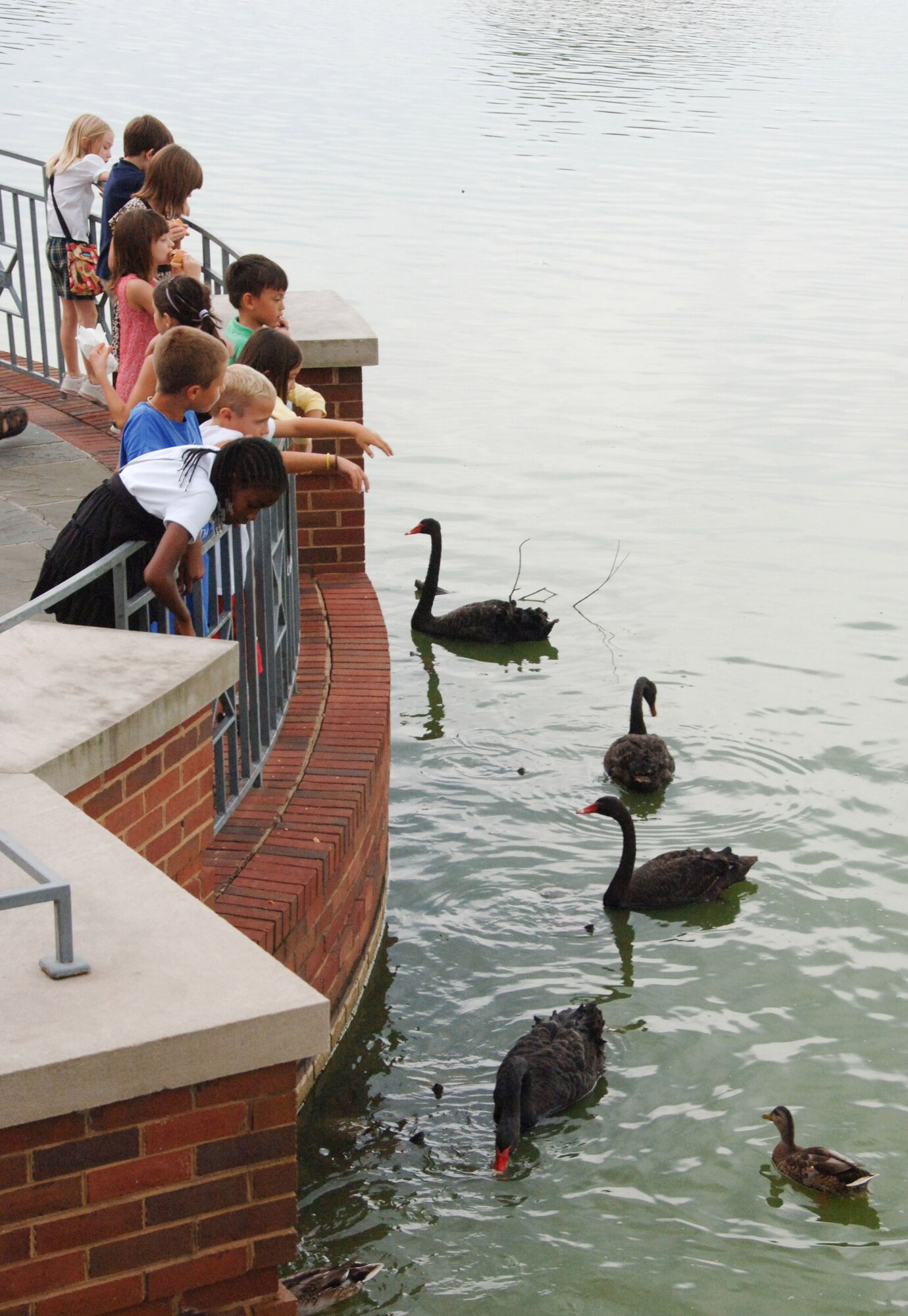 Swans and ducks in the lake around the Montgomery Museum of Fine Arts approach curious onlookers Aug. 20 at the Military Appreciation Night. (U.S. Air Force photo/Melanie Rodgers Cox)
