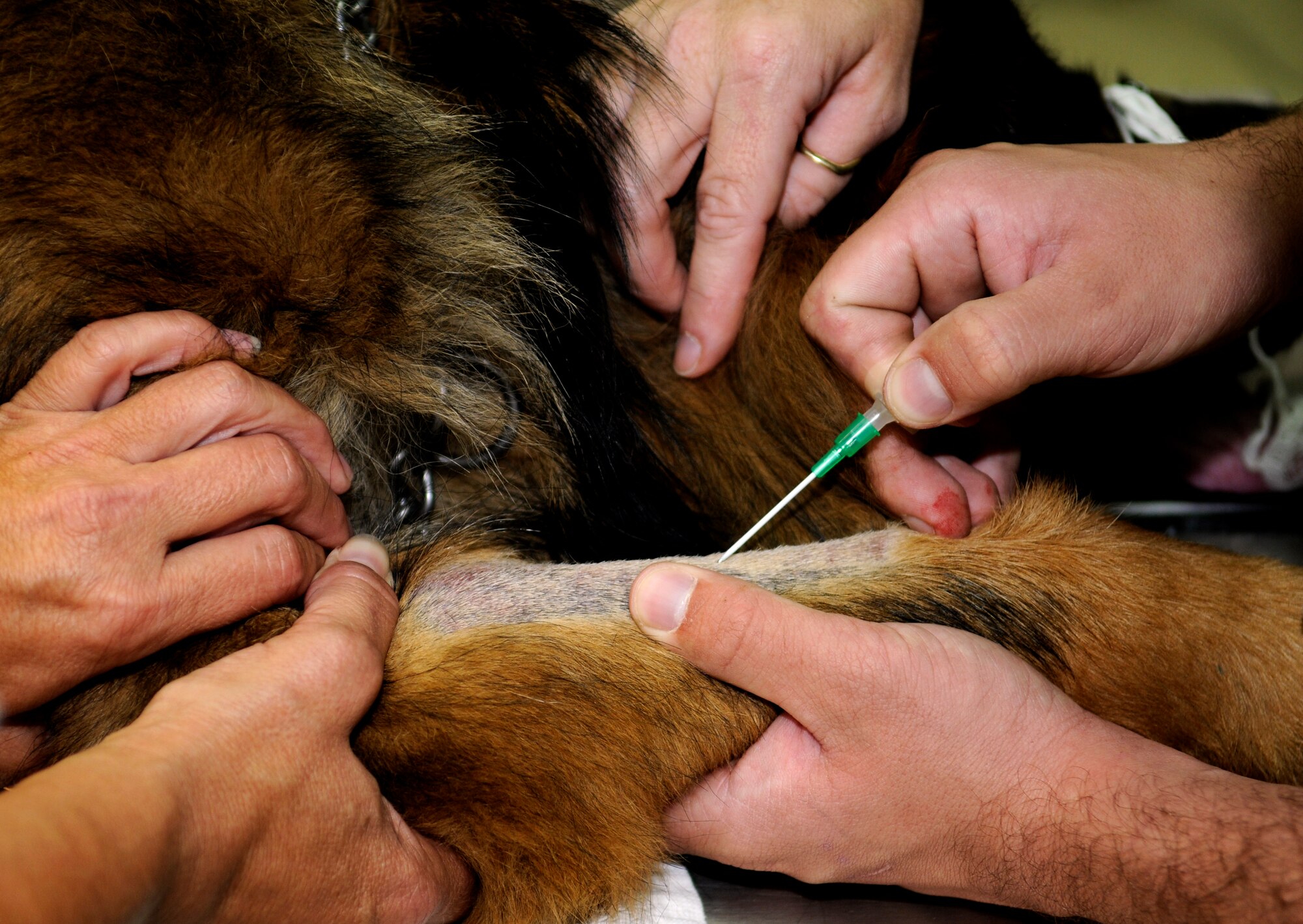 Suli, a 39th Security Forces Squadron military working dog, receives an IV in preparation for his prophylactic gastropexy, also referred to as stomach tacking, to prevent gastric torsion, or twisting of the stomach Thursday, Aug. 27, 2009 at the Veterinary Clinic, Incirlik Air Base, Turkey.  The surgery was completed after a recommendation by the Army, the service in charge of medical care for the military working dog program, for all dogs in the program to receive the surgery.  Stomach twisting is caused by gastric dilatation and volvulus, commonly known as bloat, the second leading killer of dogs after cancer.  (U.S. Air Force photo/Staff Sgt. Raymond Hoy)