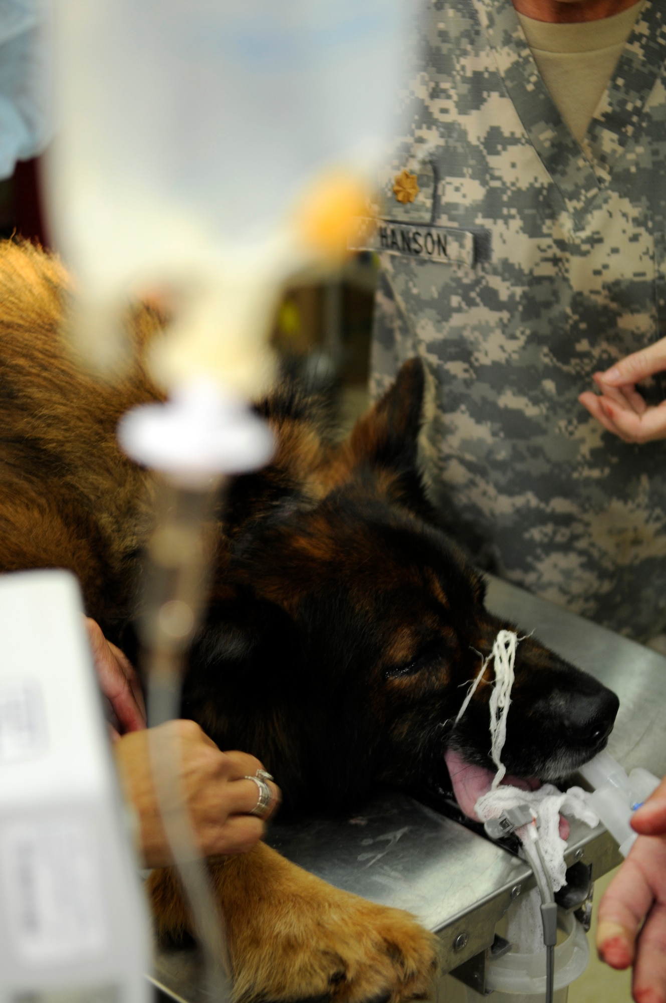 Suli, a 39th Security Forces Squadron military working dog, is almost ready for his prophylactic gastropexy, also referred to as stomach tacking, to prevent gastric torsion, or twisting of the stomach Thursday, Aug. 27, 2009 at the Veterinary Clinic, Incirlik Air Base, Turkey.  The surgery was completed after a recommendation by the Army, the service in charge of medical care for the military working dog program, for all dogs in the program to receive the surgery.  Stomach twisting is caused by gastric dilatation and volvulus, commonly known as bloat, the second leading killer of dogs after cancer.  (U.S. Air Force photo/Staff Sgt. Raymond Hoy)