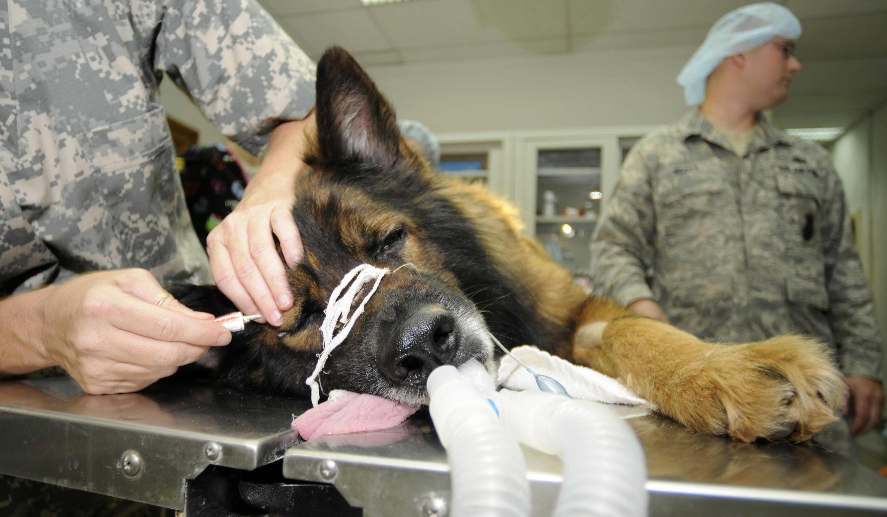 What Is Stomach Tacking For Dogs