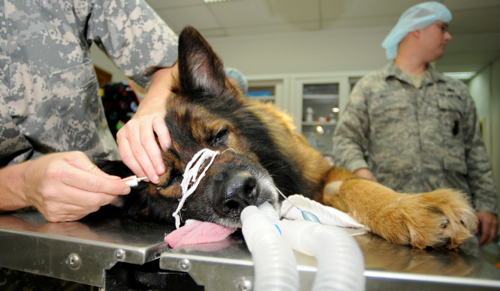 Suli, a 39th Security Forces Squadron military working dog, receives a treatment to prevent the drying of his eyes prior to his prophylactic gastropexy, also referred to as stomach tacking, to prevent gastric torsion, or twisting of the stomach Thursday, Aug. 27, 2009 at the Veterinary Clinic, Incirlik Air Base, Turkey.   The surgery was completed after a recommendation by the Army, the service in charge of medical care for the military working dog program, for all dogs in the program to receive the surgery.  Stomach twisting is caused by gastric dilatation and volvulus, commonly known as bloat, the second leading killer of dogs after cancer.  (U.S. Air Force photo/Staff Sgt. Raymond Hoy)