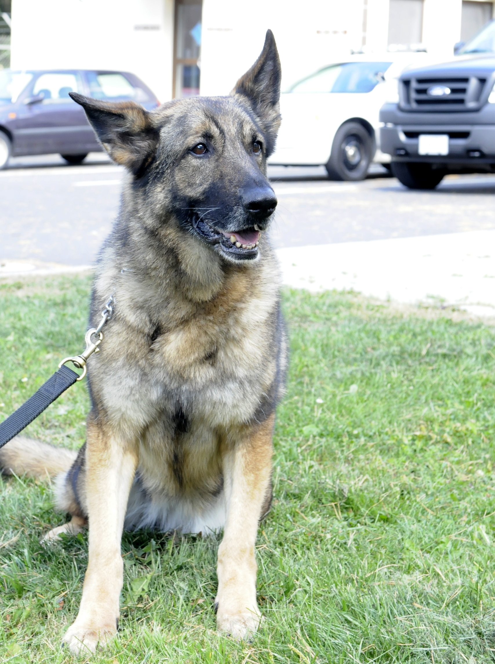 Military Working Dogs Adopt a friend for life Spangdahlem Air