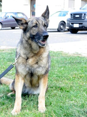 SPANGDAHLEM AIR BASE, Germany – Aida, a 7-year-old German Shepherd, is an explosive detection dog with the 52nd Security Forces Squadron.  She is one of three military working dogs who have been put up for adoption and will be going home with their handlers.  The 106th Congress passed a public law November 2000 allowing law enforcement agencies, military working dog handlers, and people from the general public to adopt them in.  (U.S. Air Force photo/Master Sgt. Kelley J. Stewart)