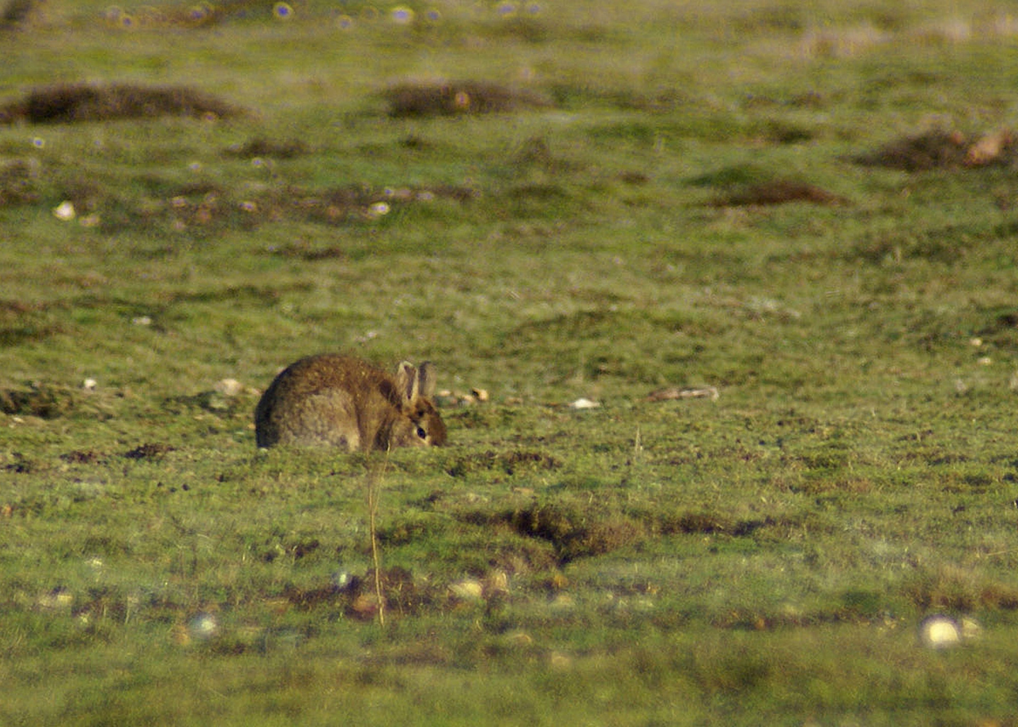 RAF MILDENHALL, England -- Without rabbits grazing the vegetation very short, Breckland would soon revert to scrubland and lose many of its diverse species. (U.S. Air Force photo/Judith Wakelam)