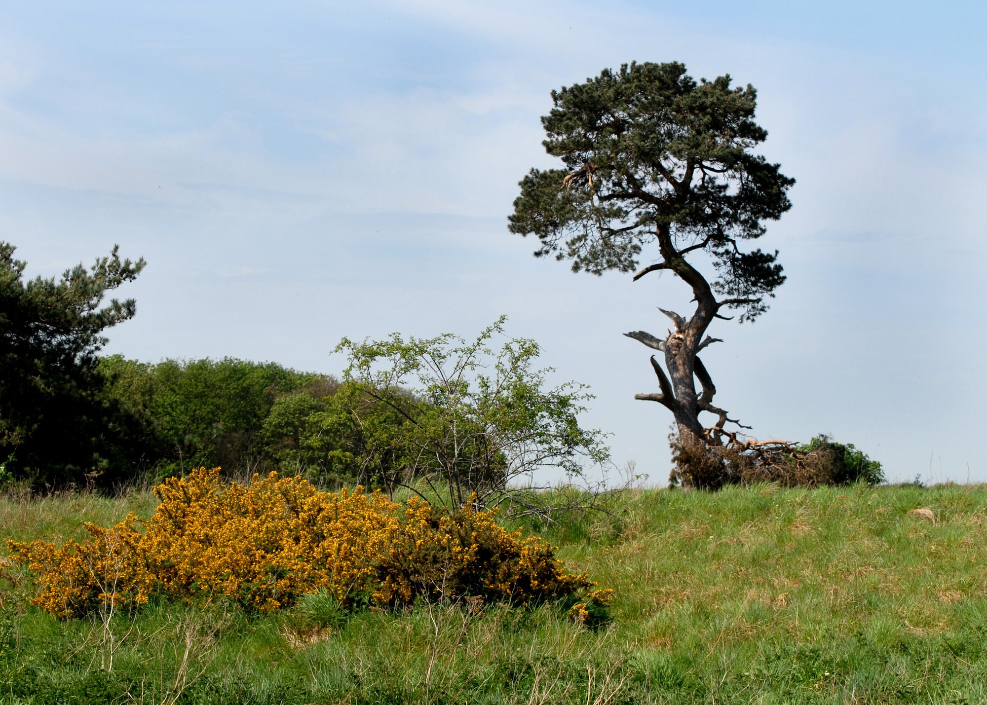 RAF MILDENHALL, England -- Breckland is a riot of color when the purple heather and bright yellow gorse is in flower. (U.S. Air Force photo/Judith Wakelam)