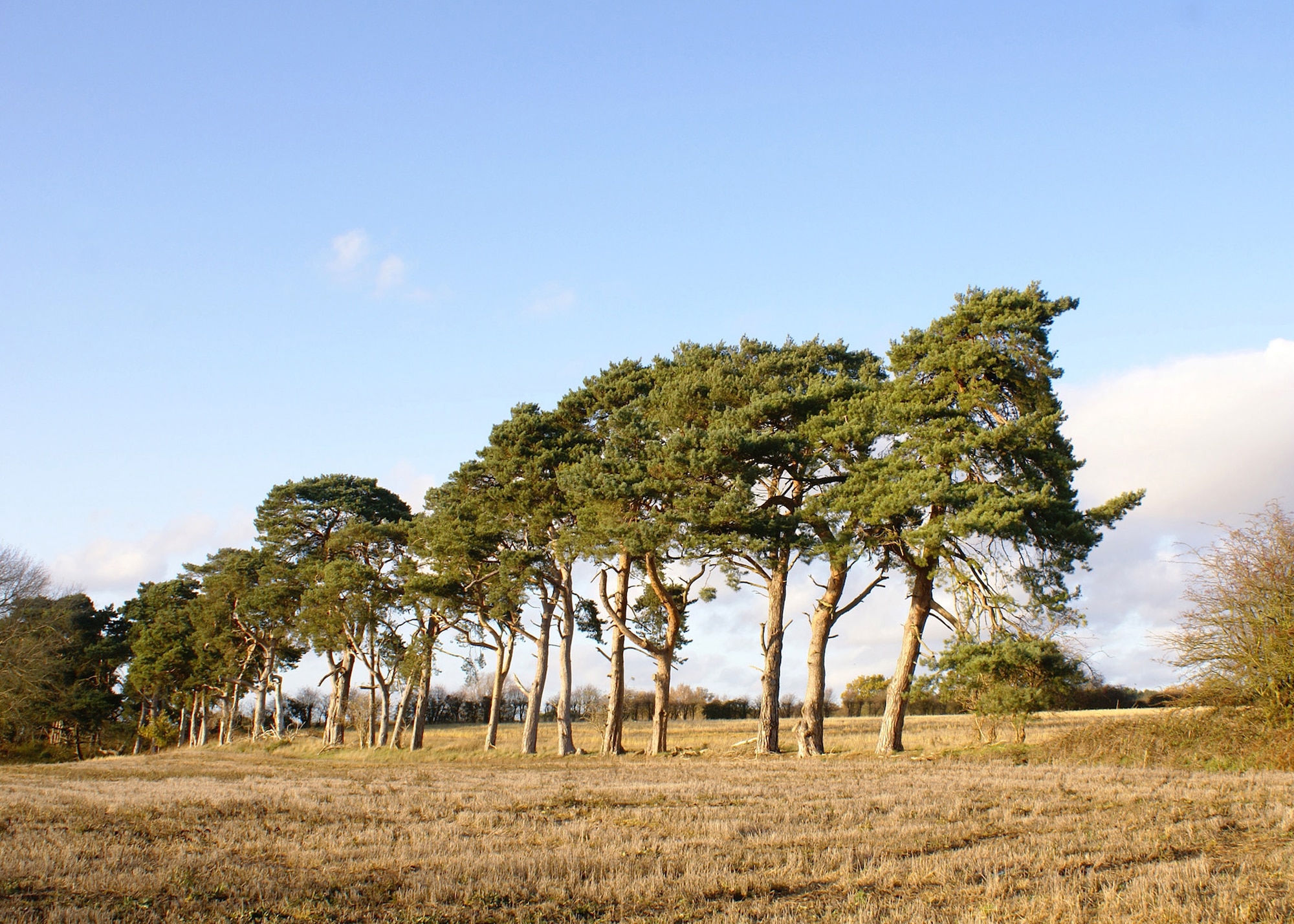 RAF MILDENHALL, England -- Many farmers in Breckland planted Scots pine trees to prevent the wind blowing the light sandy soil away. These misshapen trees give the Brecks a unique landscape. (U.S. Air Force photo/Judith Wakelam)