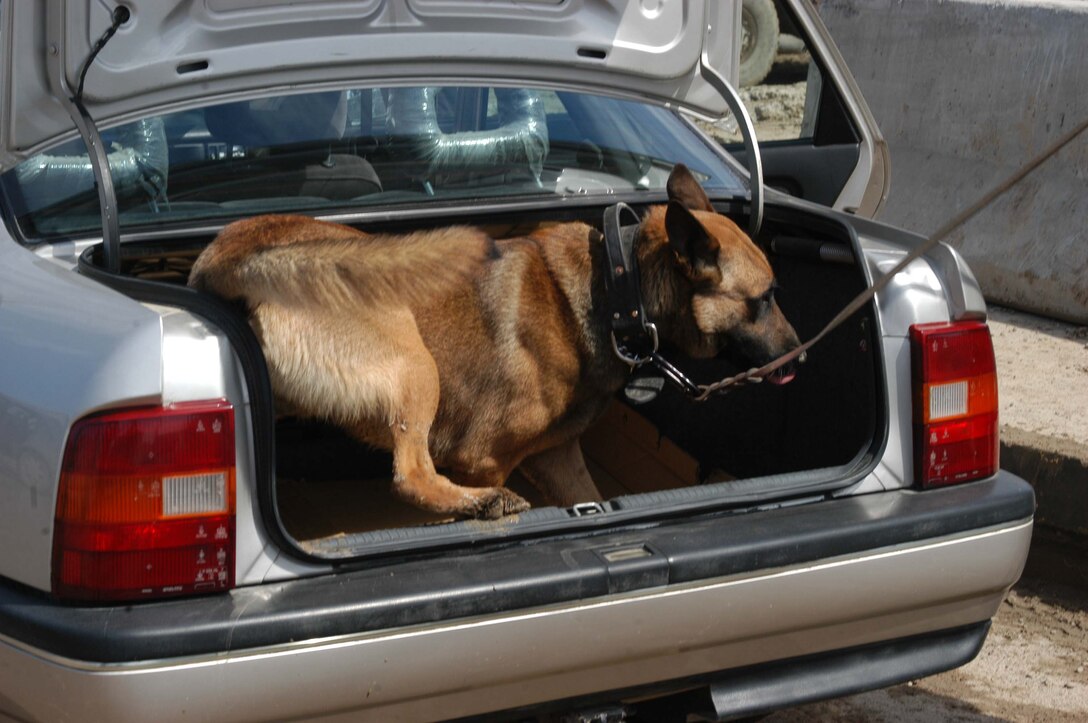 AR RAMADI, Iraq (March 12, 2005) - Rex, a three-year-old Belgium Malonois, does a thorough inspection of the trunk of a vehicle, which belongs to an Iraqi who was selected for a random inspection at a vehicle checkpoint here.  Sergeant Christopher L. Olinger, Air Force Tech Sgt. Robert P. Hansen and Lance Cpl. Marshall S. Spring, military dog handlers with Operation Force Protection, I Marine Expeditionary Force, and their canines, Jack, Nero and Rex can be seen searching vehicles at the three vehicle check points just outside the Hurricane Point camp's perimeter. The six are here supporting Operation Iraqi Freedom while attached to 1st Battalion, 5th Marine Regiment. They each do between 40 and 50 random searches a day in an effort to detect and stop improvised explosive devices and vehicle born IEDs from being delivered and doing harm. They are the Marine Corps' first line of defense against insurgents bringing explosives and materials to make explosives into the southern part of the city. (Official United States Marine Corps photo by Cpl. Tom Sloan)