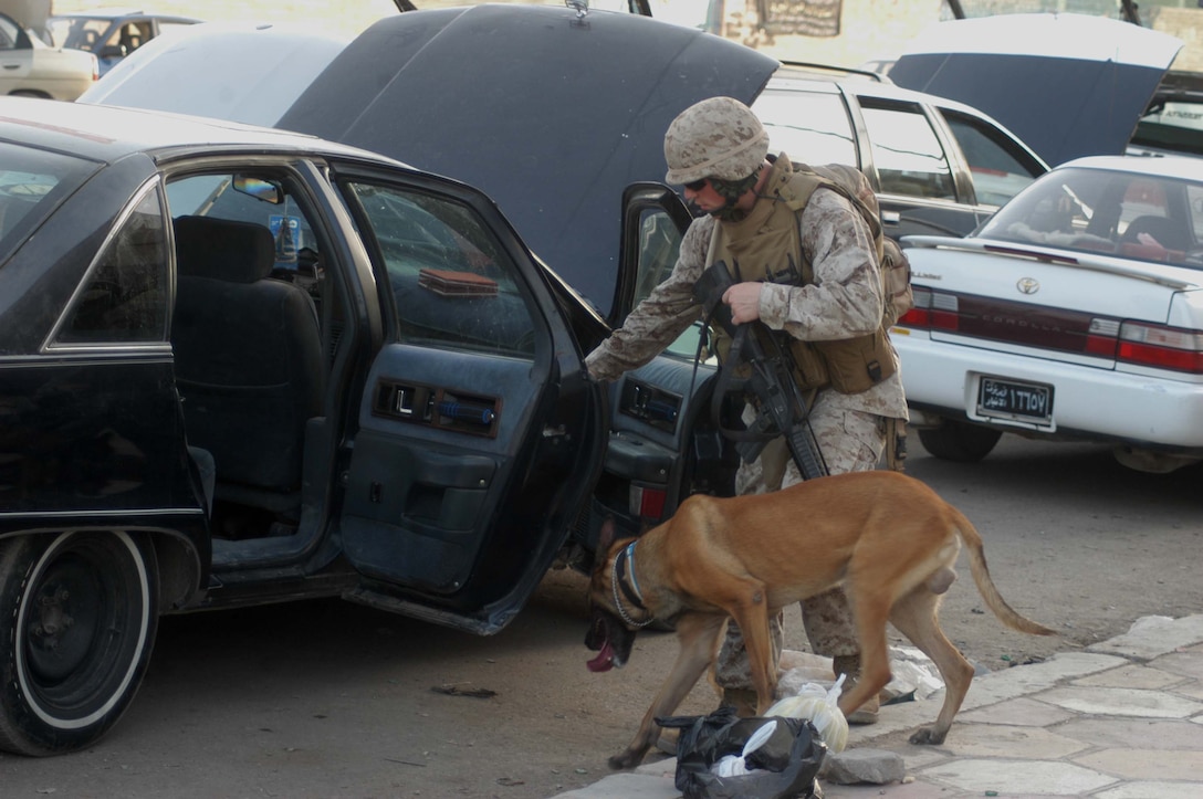 AR RAMADI, Iraq (July 25, 2005) - Lance Cpl. Shawn M. Gallagher, a military dog handler attached to 1st Battalion, 5th Marine Regiment, and Youry, a four-year-old Belgium Malinois, search a vehicle for explosives during a mission in the city here July 25. Twenty-one-year-old Gallagher from Fairfax, Va., and Youry deployed to Iraq from their duty station in Iwakuni, Japan in May and were attached to Camp Pendleton, Calif., -based 1st Battalion, 5th Marines in support of Operation Iraqi Freedom. Photo by: Cpl. Tom Sloan