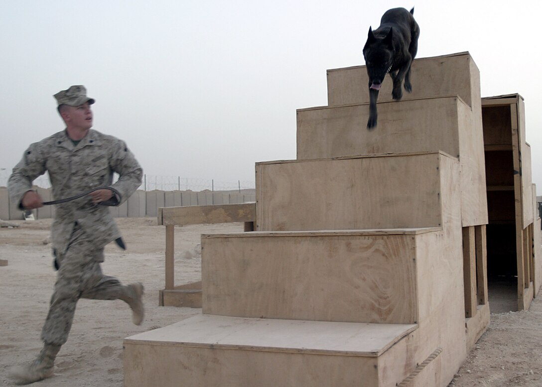 Camp Ripper, Al Anbar, Iraq (August 14, 2005)-- Regimental Combat Team-2 kennel master Sgt. Allen Smith, a 24- year-old Clinton, S.C., native, and Basco, a 5-year-old Dutch Shepherd, runs a training course. (Official USMC Photo by Corporal Ken Melton)