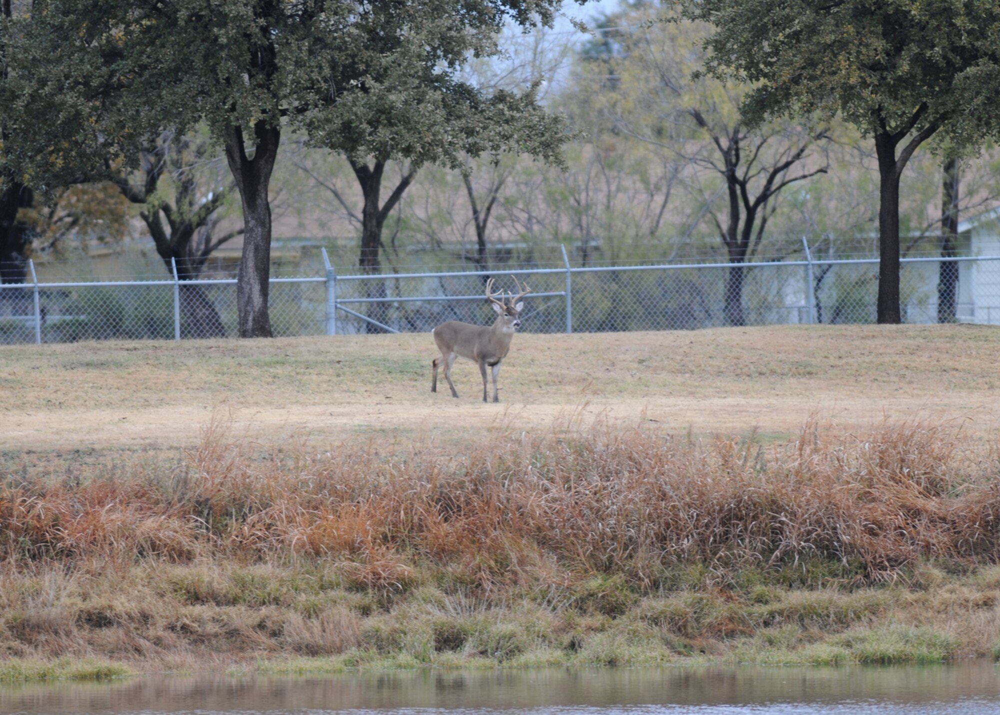 GOODFELLOW AIR FORCE BASE, Texas -- A deer grazes by the detention pond near the north gate, Dec. 2, 2009. Goodfellow AFB is home to a variety of wildlife and personnel should remember to take care when driving. (U.S. Air Force photo/Airman Clayton Lenhardt)
