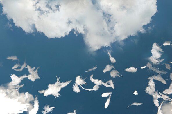 Birds of a Feather - After more than 4,000 bird strikes last year, the Air Force aggressively works to reverse the trend (photo by Tech. Sgt. Samuel Bendet | composite by Sammie W. King)