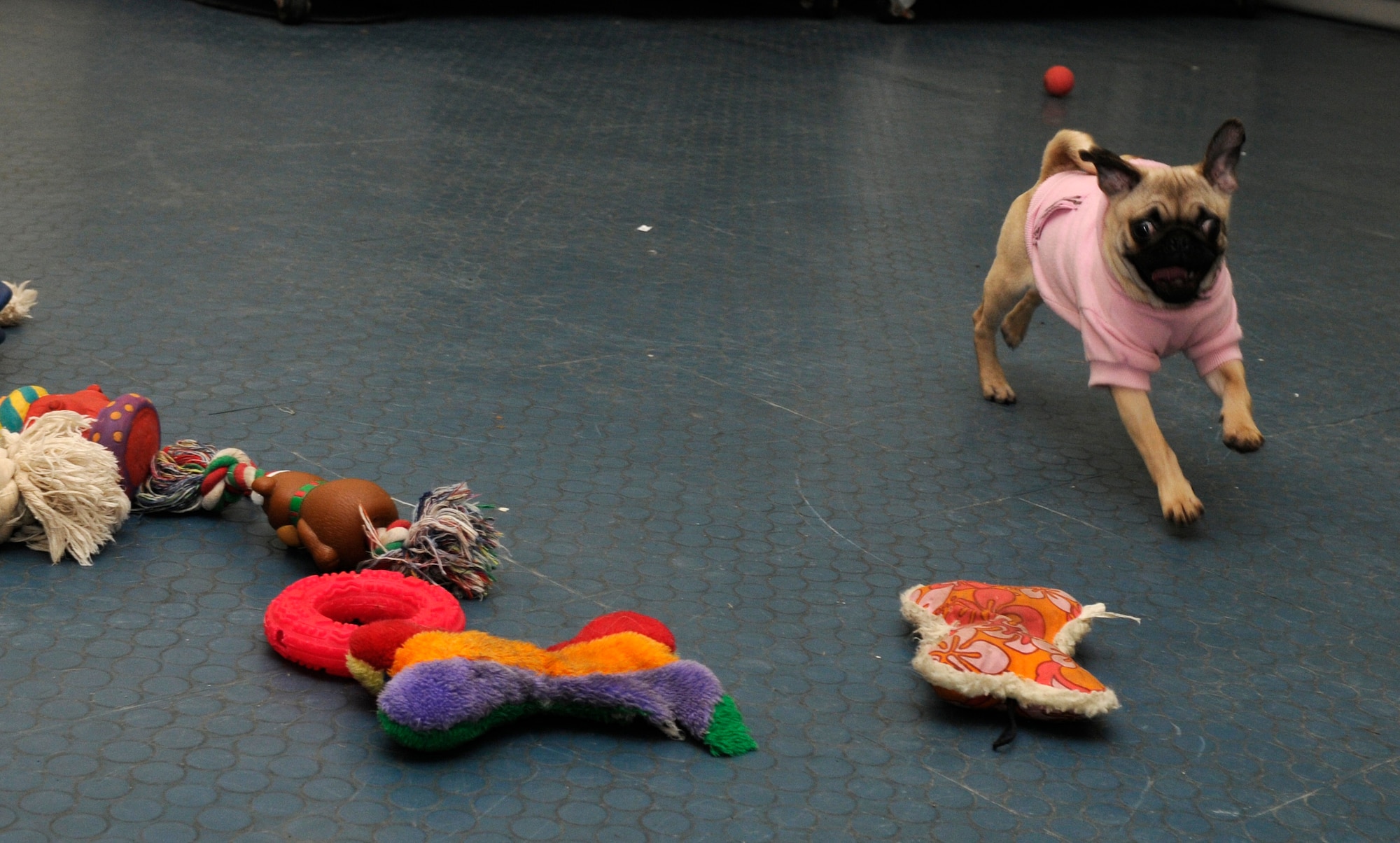 SPANGDAHLEM AIR BASE, Germany – Bella a pug, plays with toys during Doggy Day Care Nov. 15 at the Pet Spa. Doggy Day Care gives Sabers a place to kennel their pets during the work day. (U.S. Air Force photo/Airman 1st Class Staci Miller)