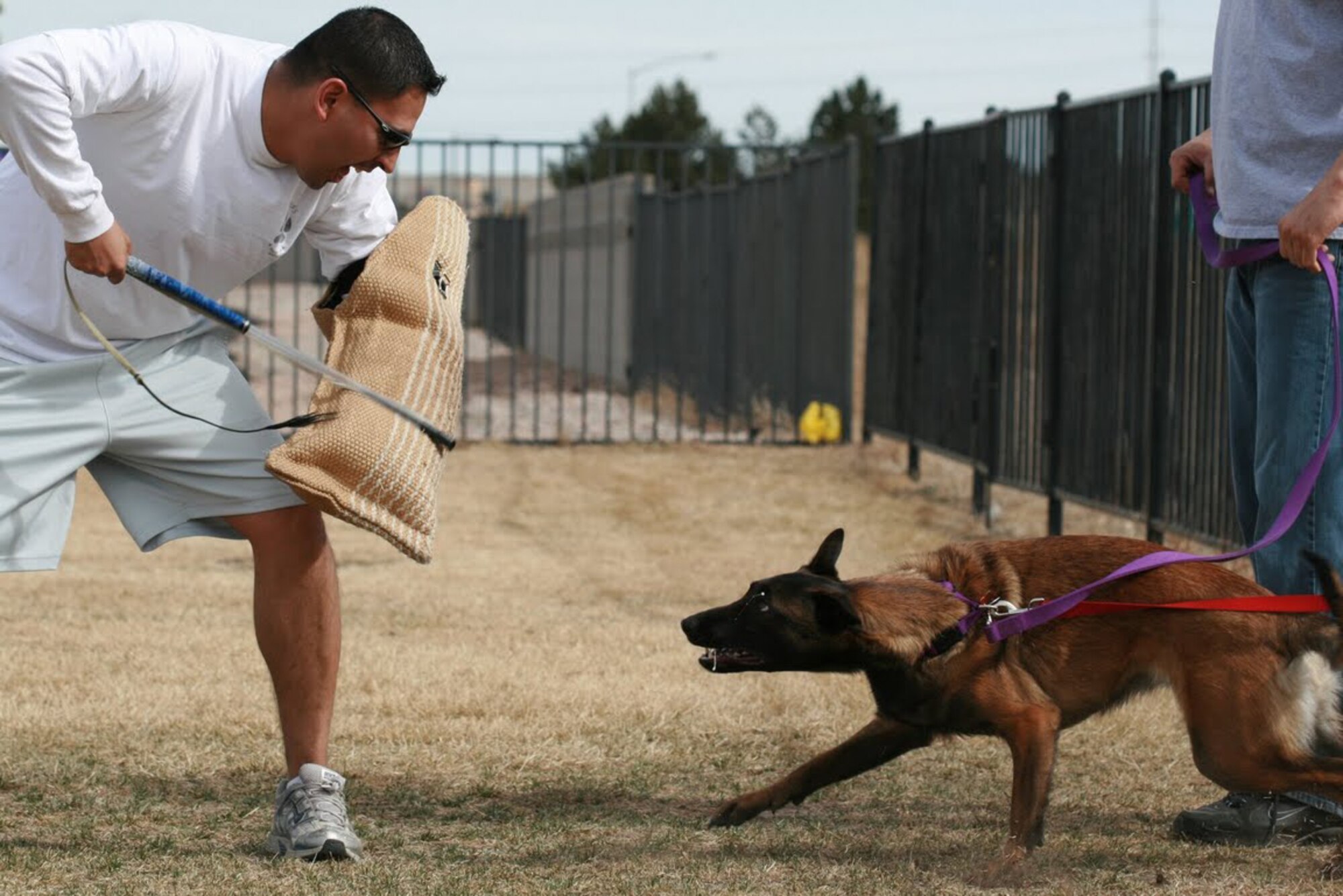 Using an agitation stick and a soft sleeve, Tech. Sgt. Jesse Tames tests the aggression level of a dog “trainee”. Sergeant Tames, a member of the 310th Space Wing Security Forces Squadron, works as a behavioral consultant for law enforcement agencies throughout Colorado. (Courtesy Photo). 
