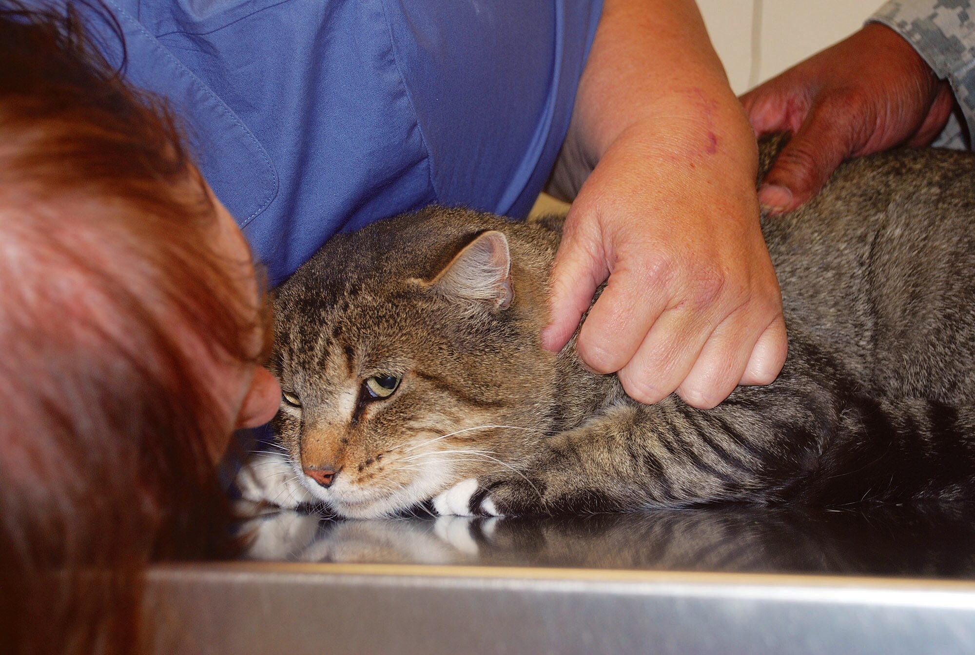 When Tiger was finally able to go to the veterinary clinic for his checkup, Mrs. Sauerwine comforts him as Sergeant Smith administers a shot. Healthy as can be, Tiger left with Mrs. Sauerwine all because of the safe, speedy work of Warren's fire department.