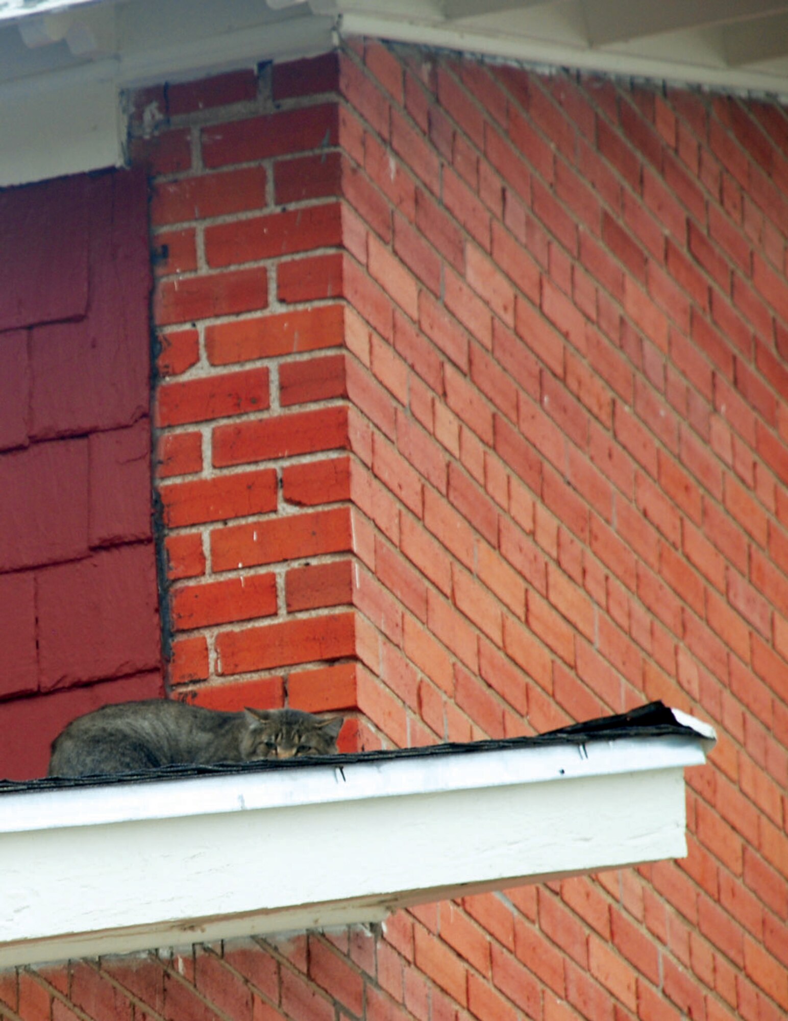 Cecilia Sauerwine's cat Tiger escaped his container during a visit to the base veterinary clinic Sept. 24 and is found atop Warren's Thrift Shop roof. (U.S. Air Force photos/Senior Airman Daryl Knee)