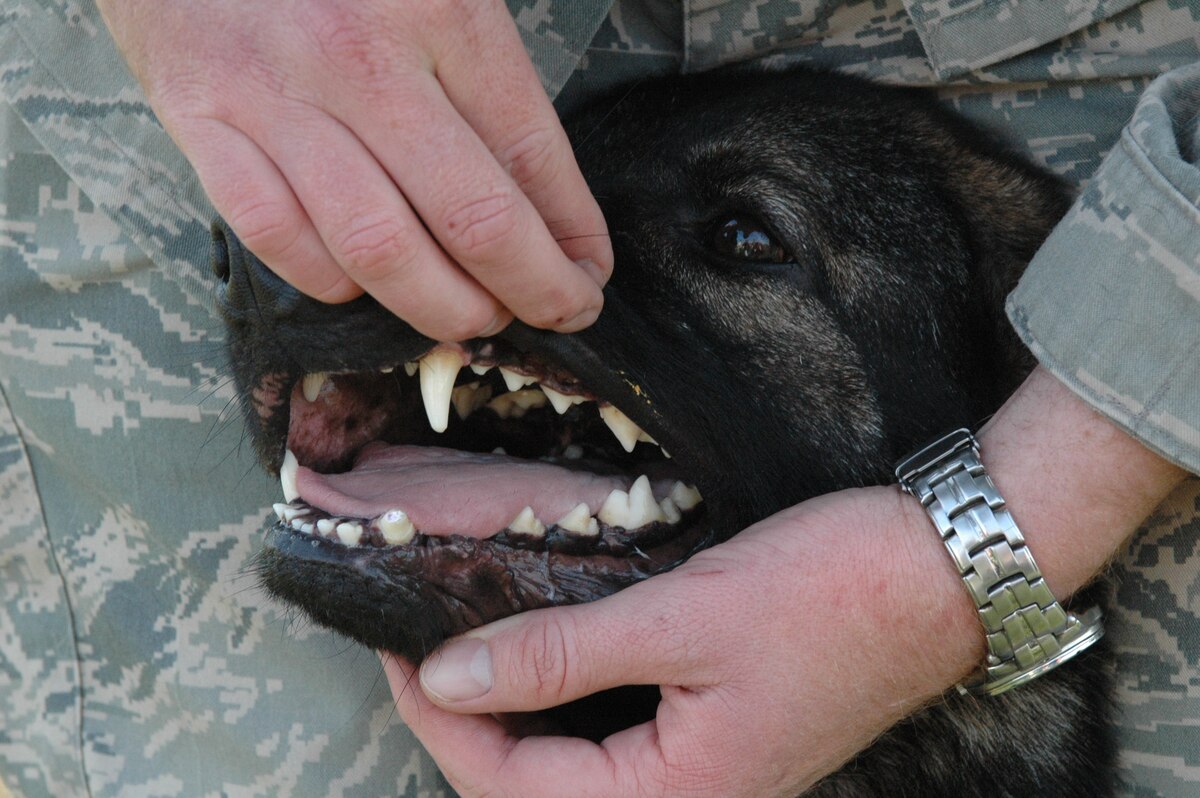 Travis endodontist performs surgery on working dog > Travis Air Force