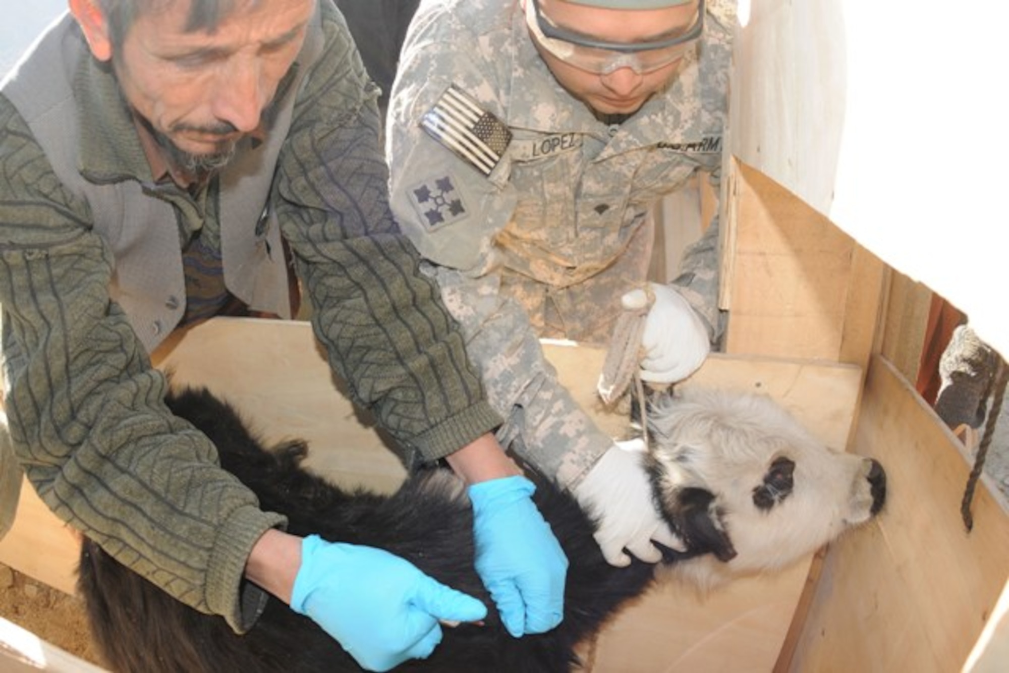 KUNAR PROVINCE, Afghanistan - U.S. Army Spc. Jose Lopez, from California National Guard's 40th Infantry Division Agribusiness Development Team irrigation specialist from Porterville, Calif., holds a calf tight while a local Afghan administers vaccines and vitamins during a free veterinary clinic in Naray, Afghanistan, Dec. 17. The ADT worked hand-in-hand with village elders to administer vaccinations to 462 farm animals and hosted more than 100 local farmers who brought their livestock to the event. In addition to the vaccinations, eight local farmers were trained on how to repeat this process in the future, and children were employed to help keep the animals corralled.  (U.S. Air Force photo/Tech. Sgt. Brian Boisvert)