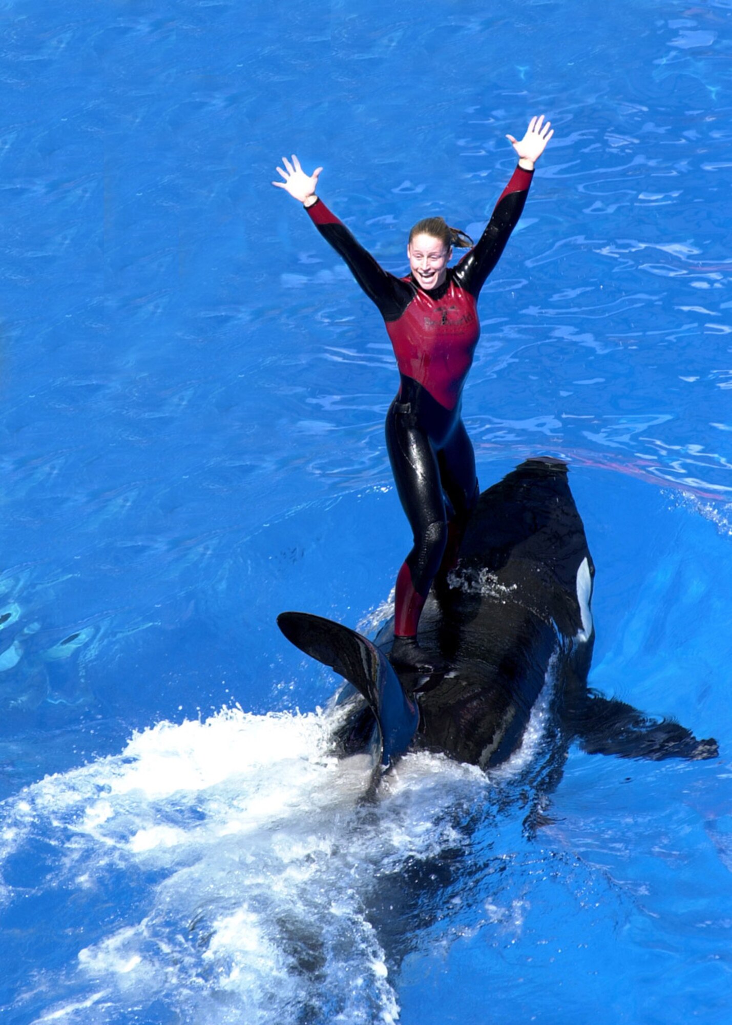 At SeaWorld San Antonio, animal trainer Julie Sigman and Shamu entertain and bring joy to guests during ?Believe,? a heartwarming performance demonstrating the special bond between mammal and trainer at SeaWorld San Antonio. A tribute program that has provided free admission to SeaWorld and Busch Gardens for more than 4 million members of U.S. and coalition armed forces and their families has been extended through 2010. (Courtesy photo)                              