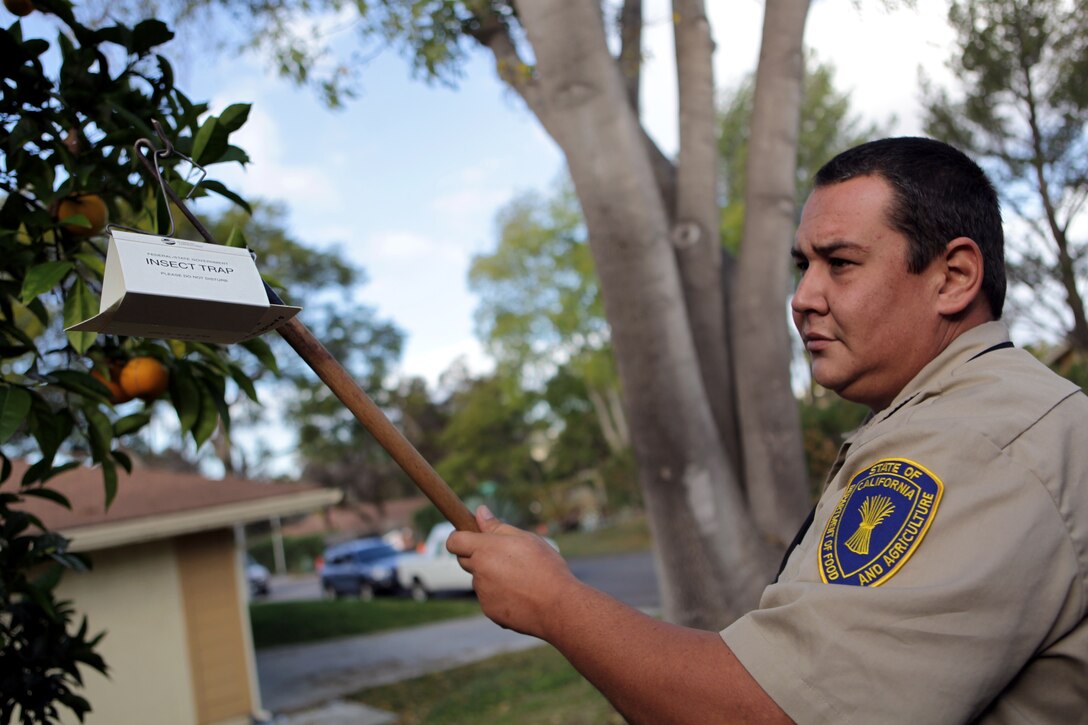 Gabriel J. Hernandez, agricultural aide, California Department of Food and Agriculture, places an insect trap for the Mediterranean fruit fly on a fruit tree at a Camp Pendleton house in the San Luis Rey community, Dec. 18. The main areas of concern are the southern region of base. According to the U.S. Department of Agriculture, the medfly is one of the world’s most destructive insect pest attacking more than 250 kinds of fruits, nuts and vegetables.