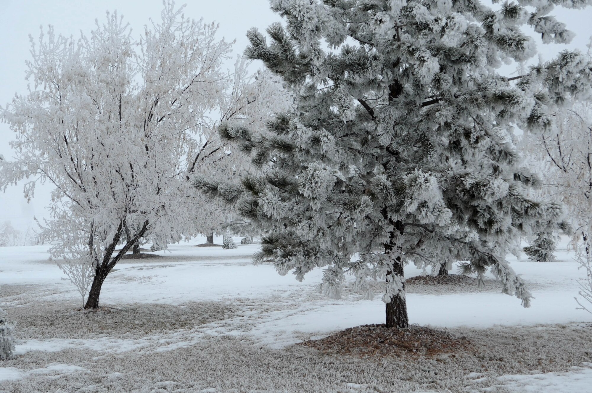 ELLSWORTH AIR FORCE BASE, S.D.-- Trees at Ellsworth Air Force Base glisten with ice and snow, Dec. 22. The average annual amount of snowfall in South Dakota is 24 to 30 inches across most of the state, and 60 to 100 inches in the Black Hills. (U.S. Air Force photo/Airman 1st Class Corey Hook)